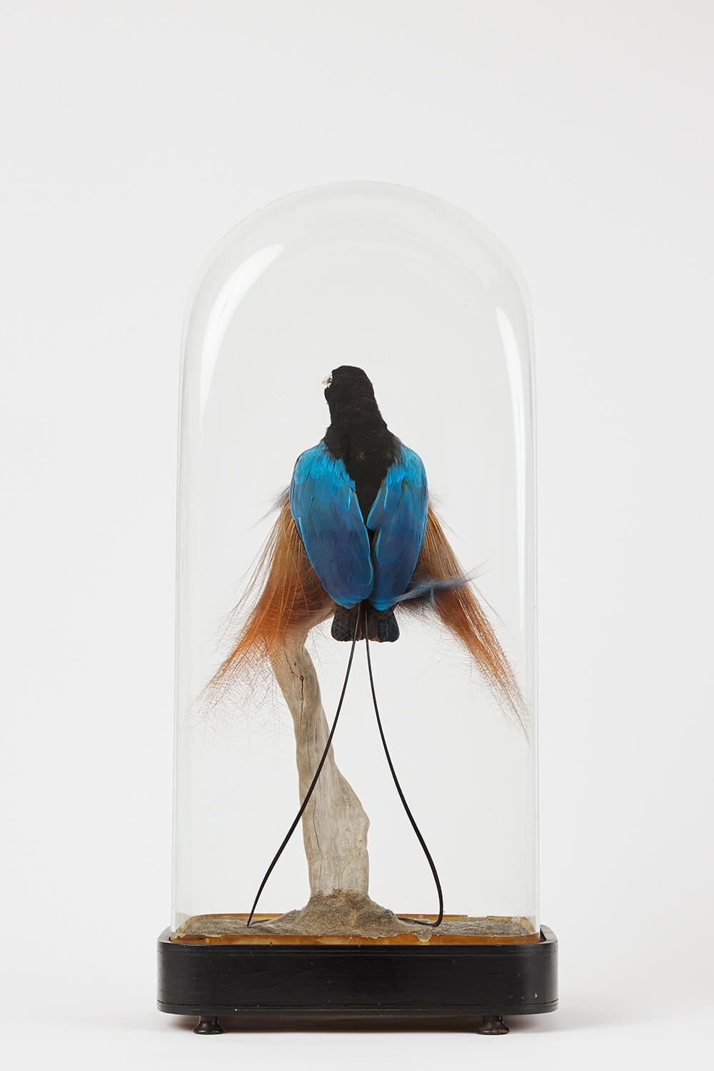 Prince Rudolphs Blue Bird Of Paradise