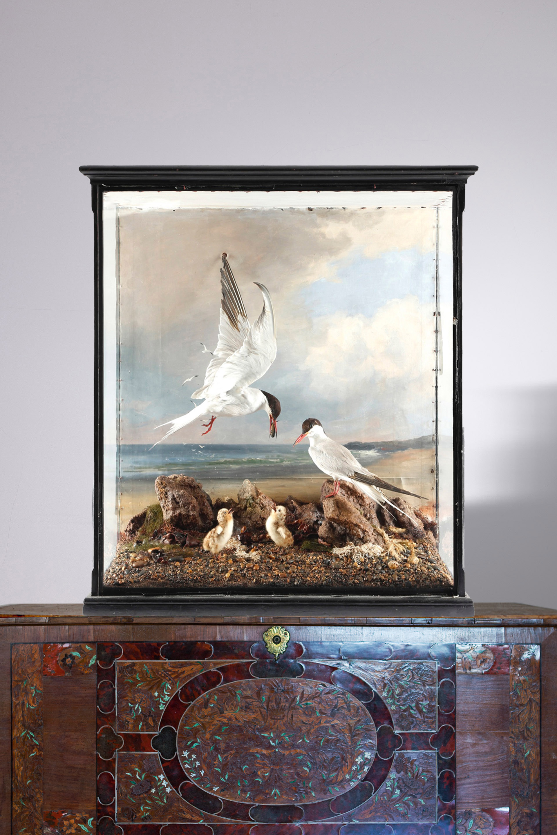 Taxidermy Arctic terns by Williams of Dublin