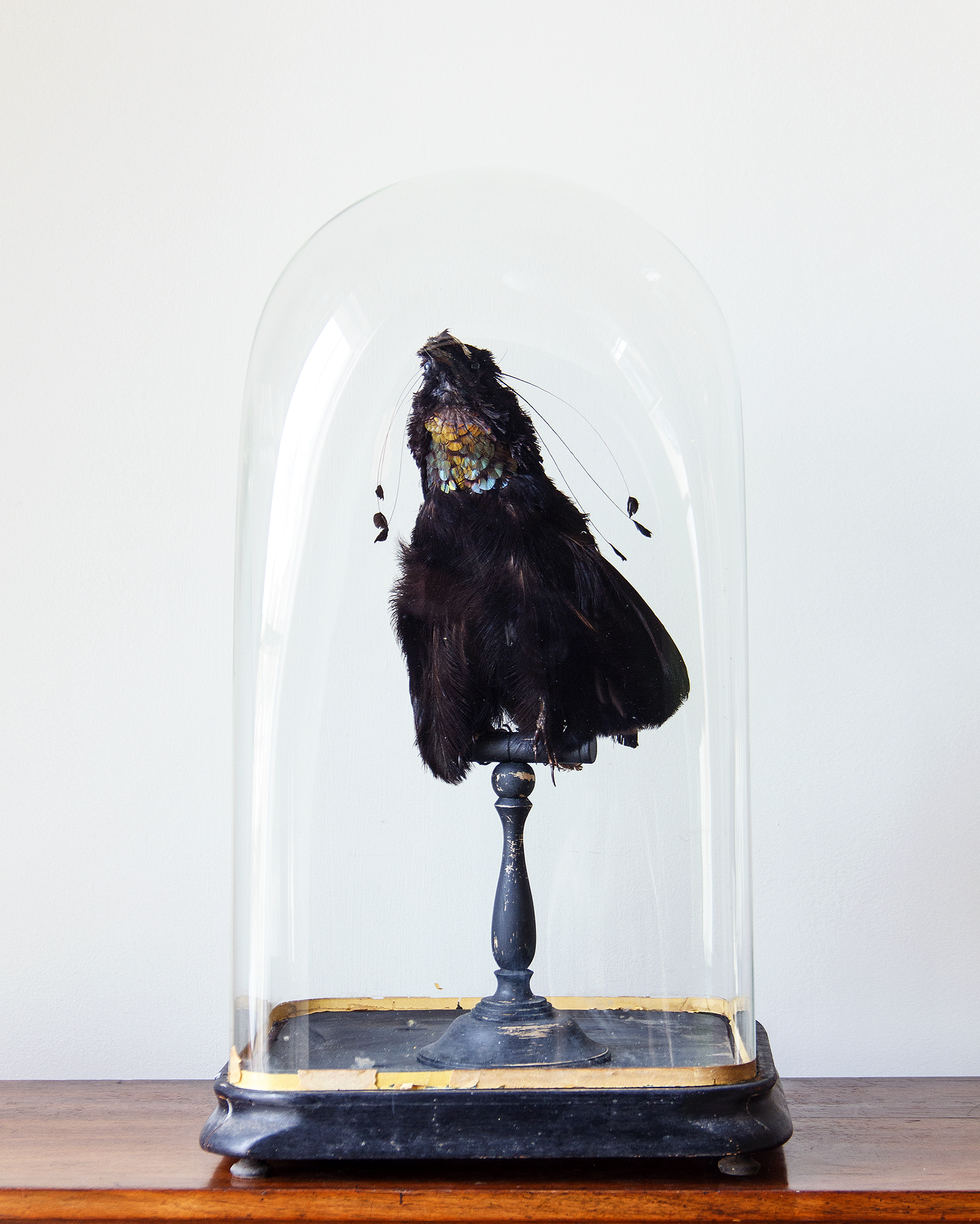 A Taxidermy Arfak Parotia Bird of Paradise beneath a Glass Dome