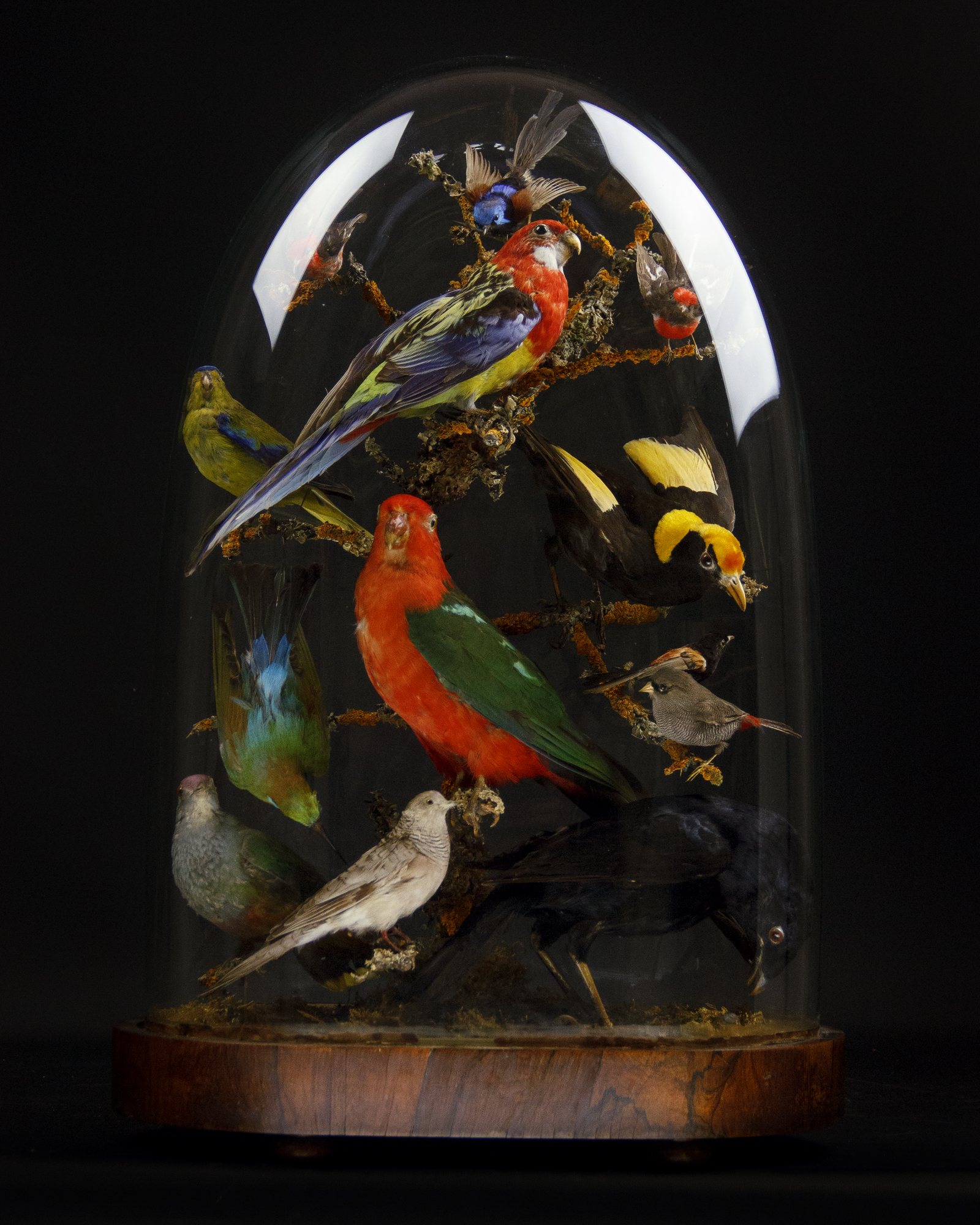 Australian Birds