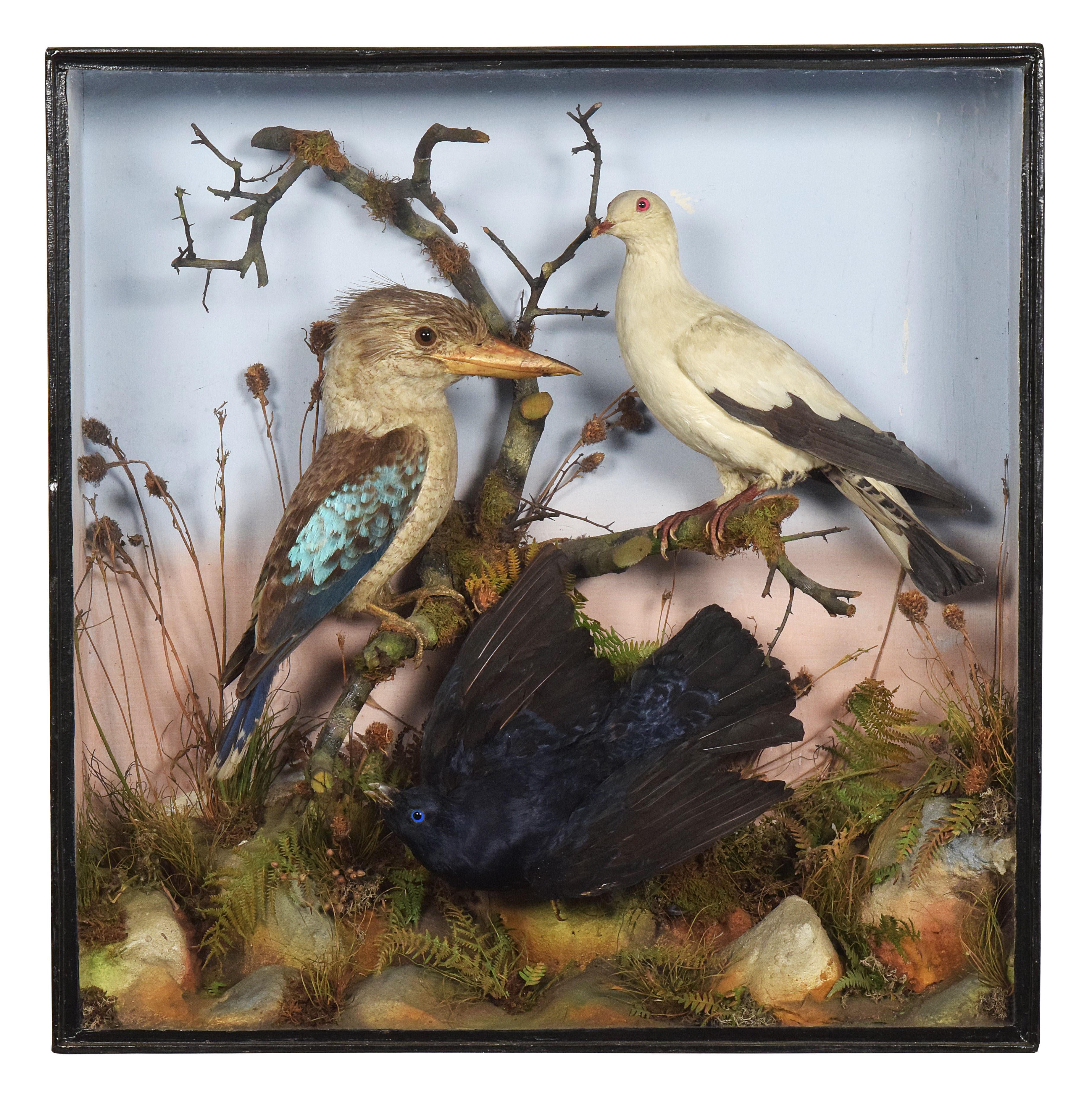 Australian Birds Taxidermy Case By James Gardner