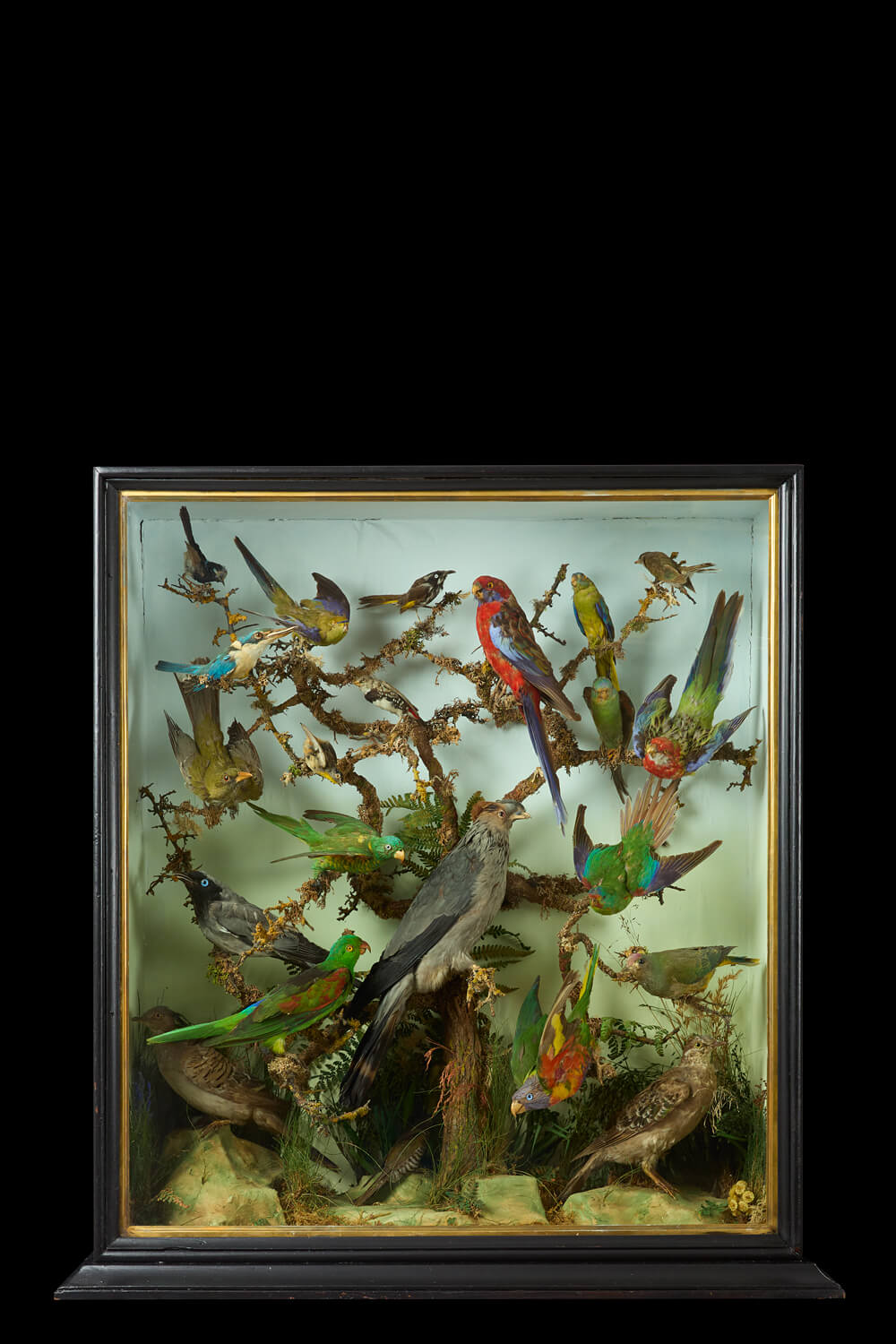 Australian Birds Case Circa 1880