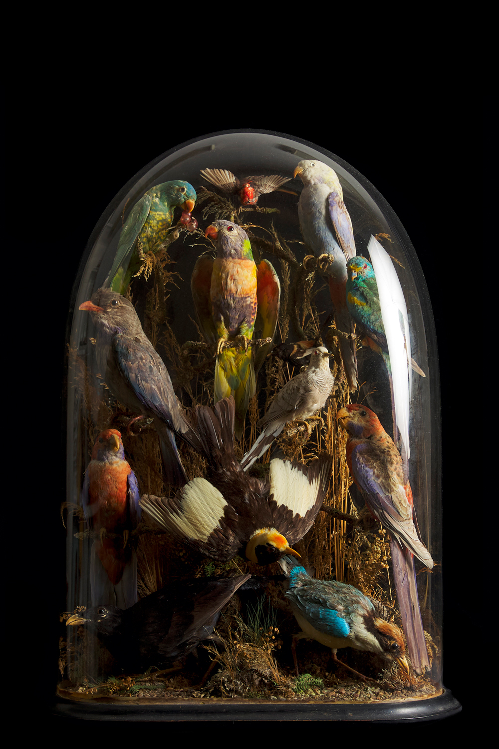 Big Victorian Taxidermy Exotic Birds Dome By James Gardner