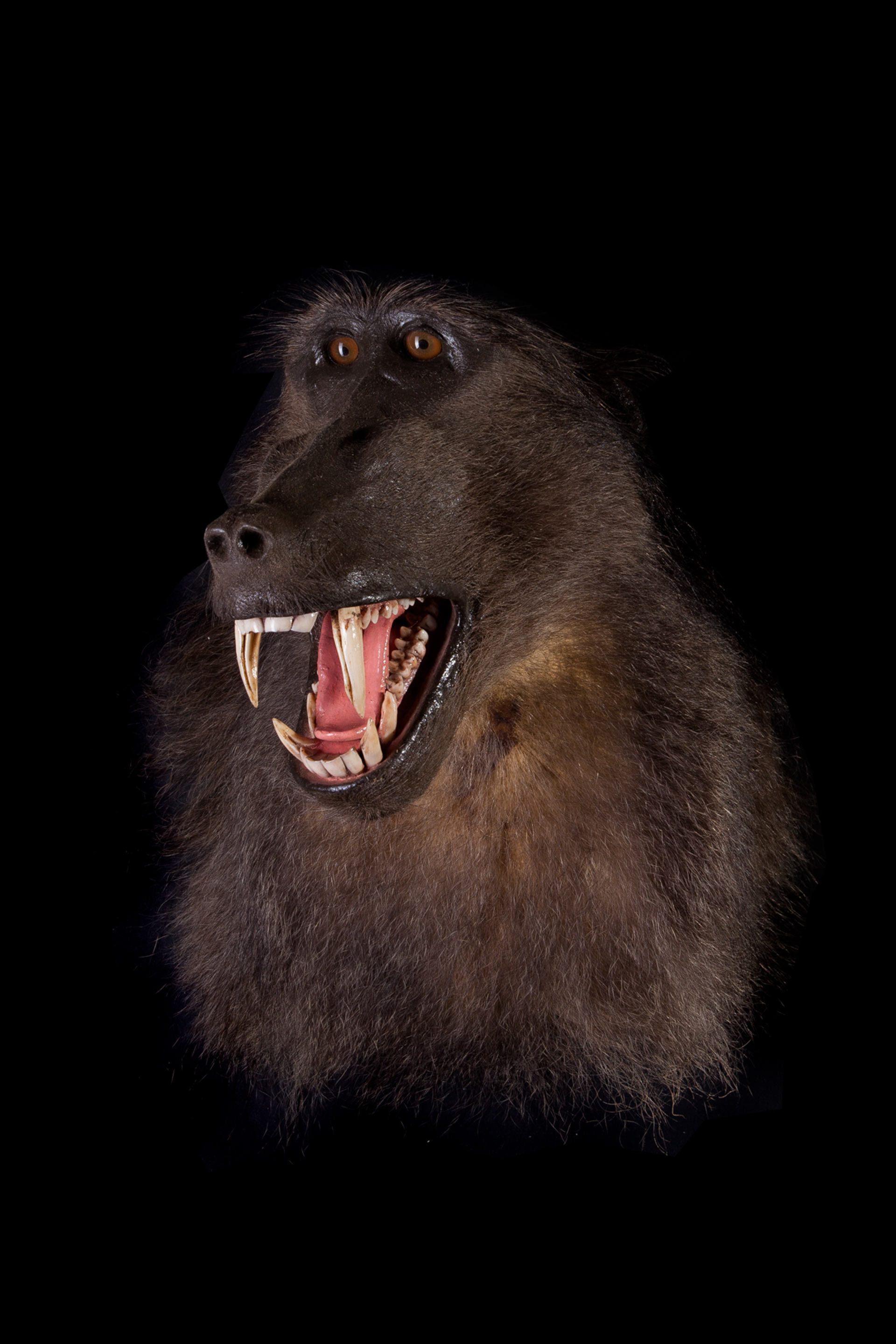 Stuffed Baboon Head