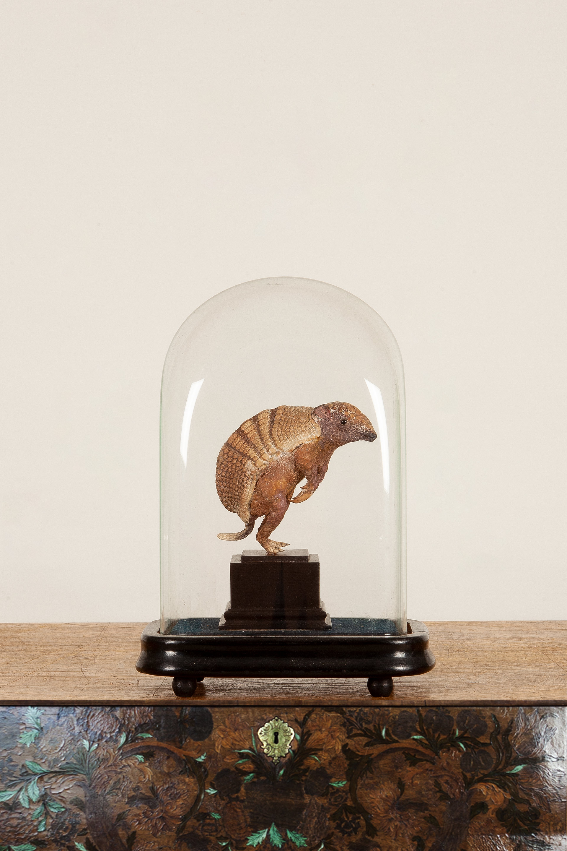 Rare taxidermy specimen of a Baby Armadillo