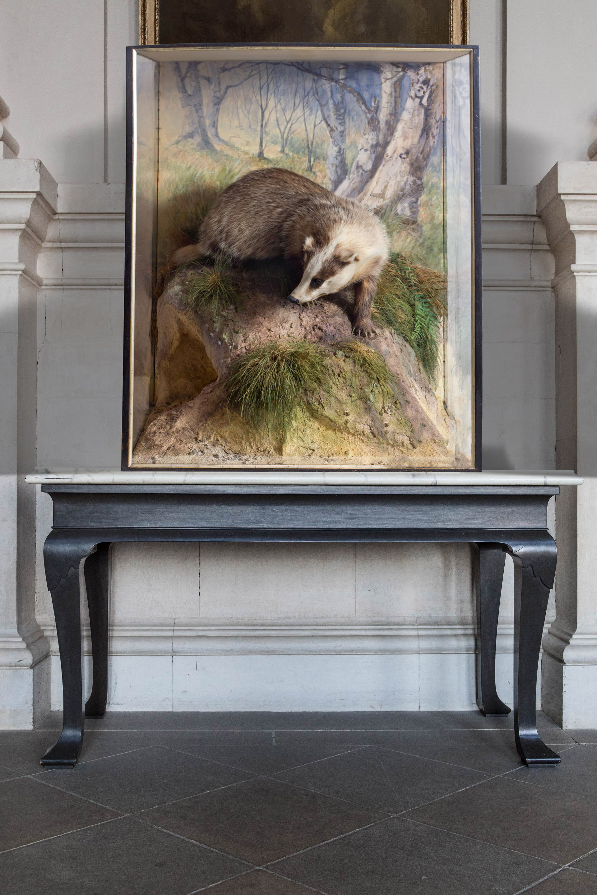 Magnificent Taxidermy Badger By P. Spicer & sons