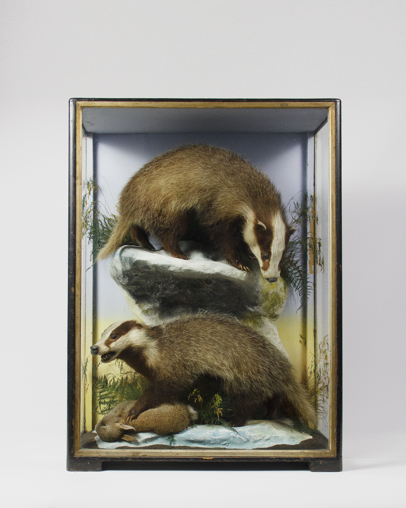 A Pair Of Taxidermy Badger Cubs By James Hutchings of Aberystwyth