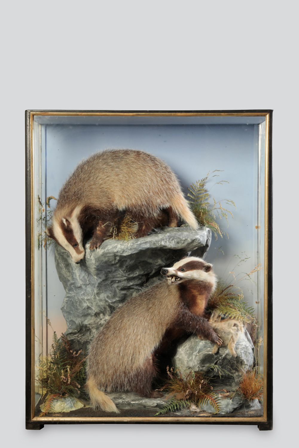 Victorian Badgers by Hutchings of Aberystwyth