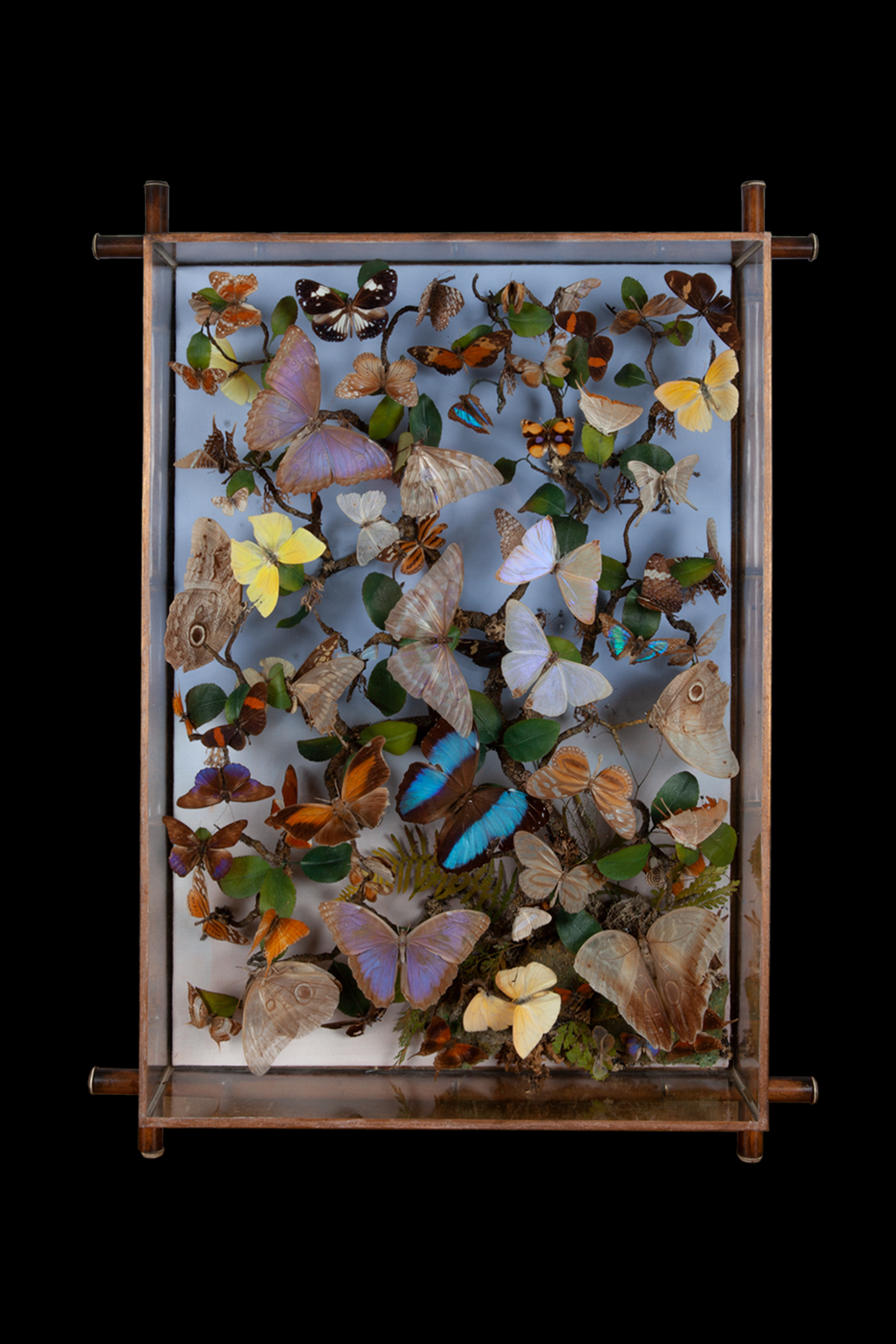 Bamboo Taxidermy wall case of Butterflies circa 1882