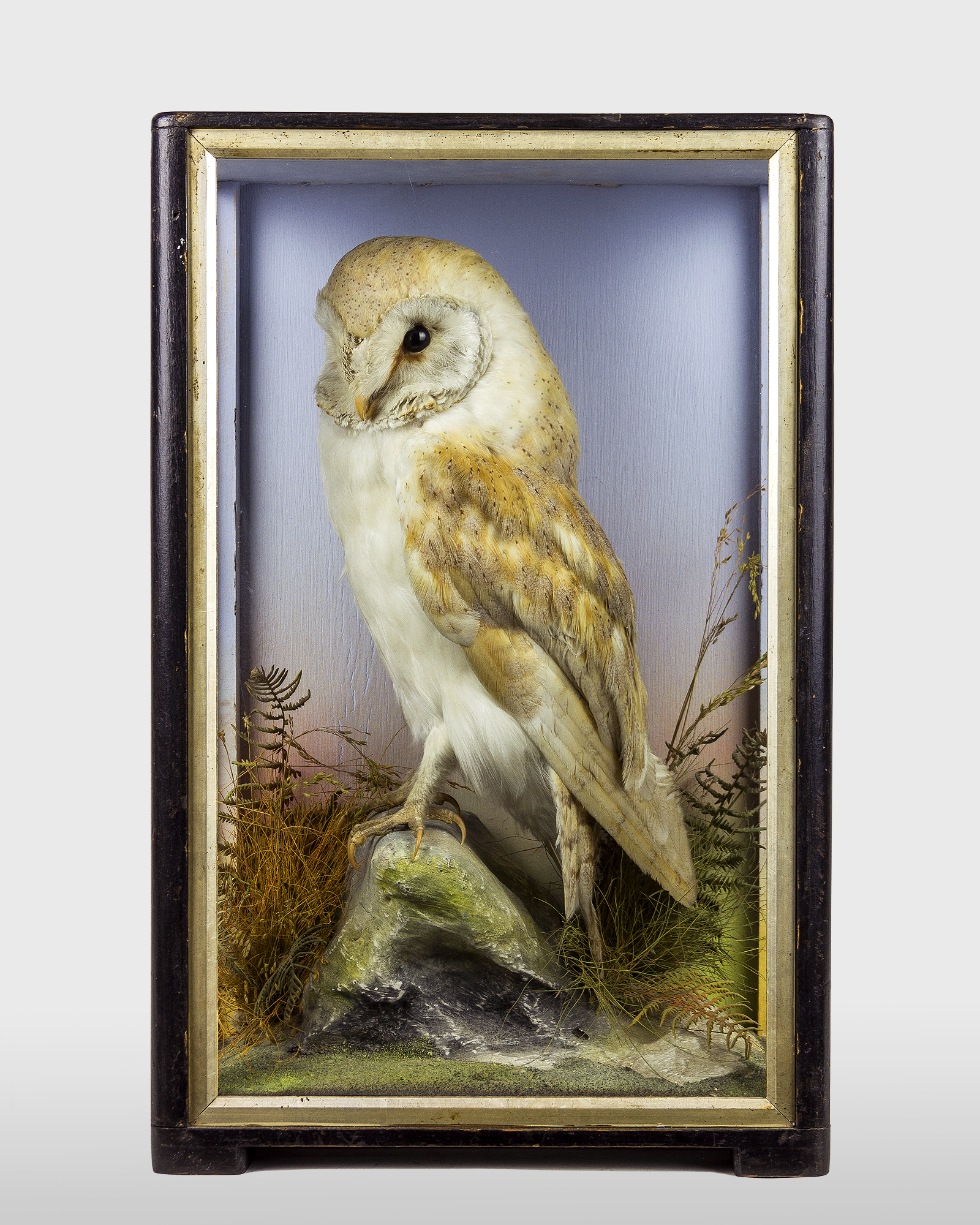 Barn owl