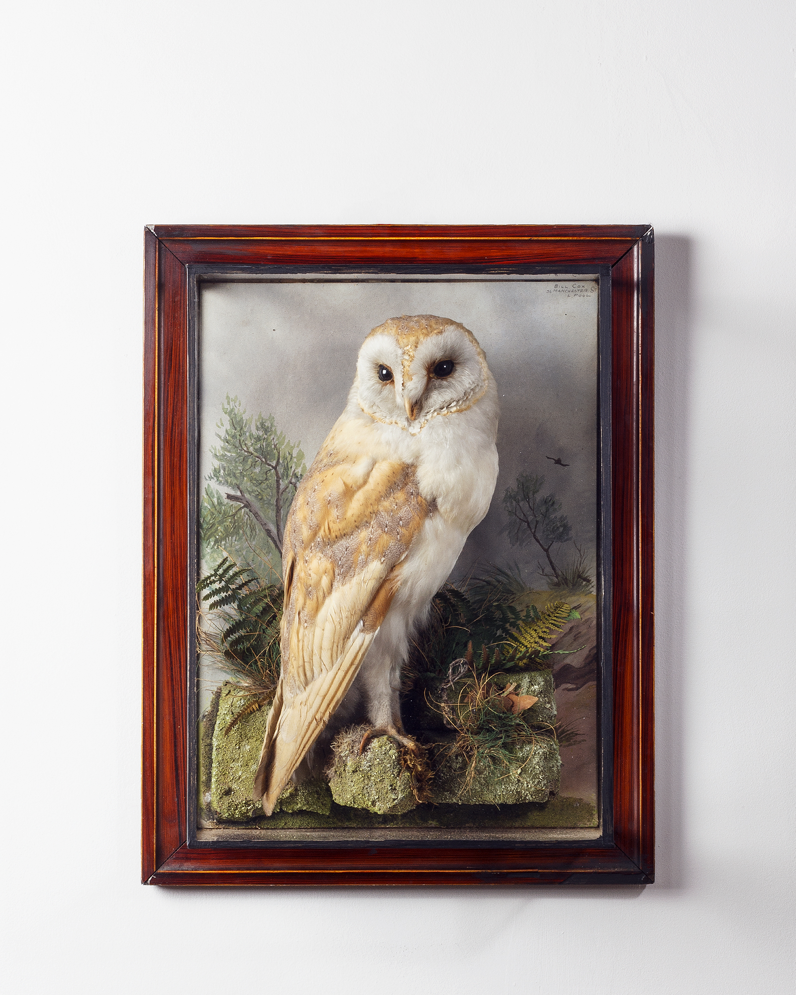 Taxidermy Barn Owl by Bill Cox of Liverpool