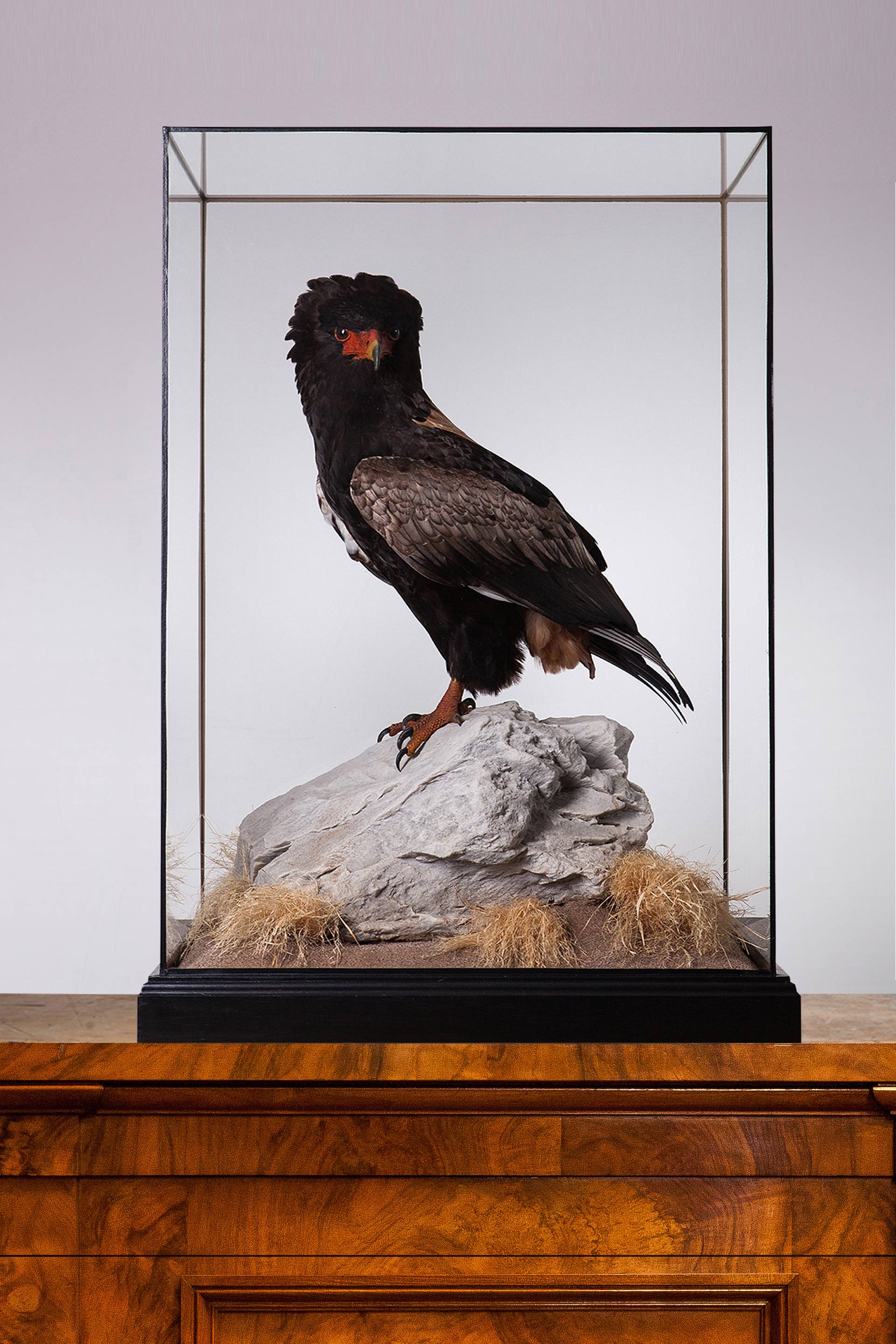 Bateleur eagle by Carl Church