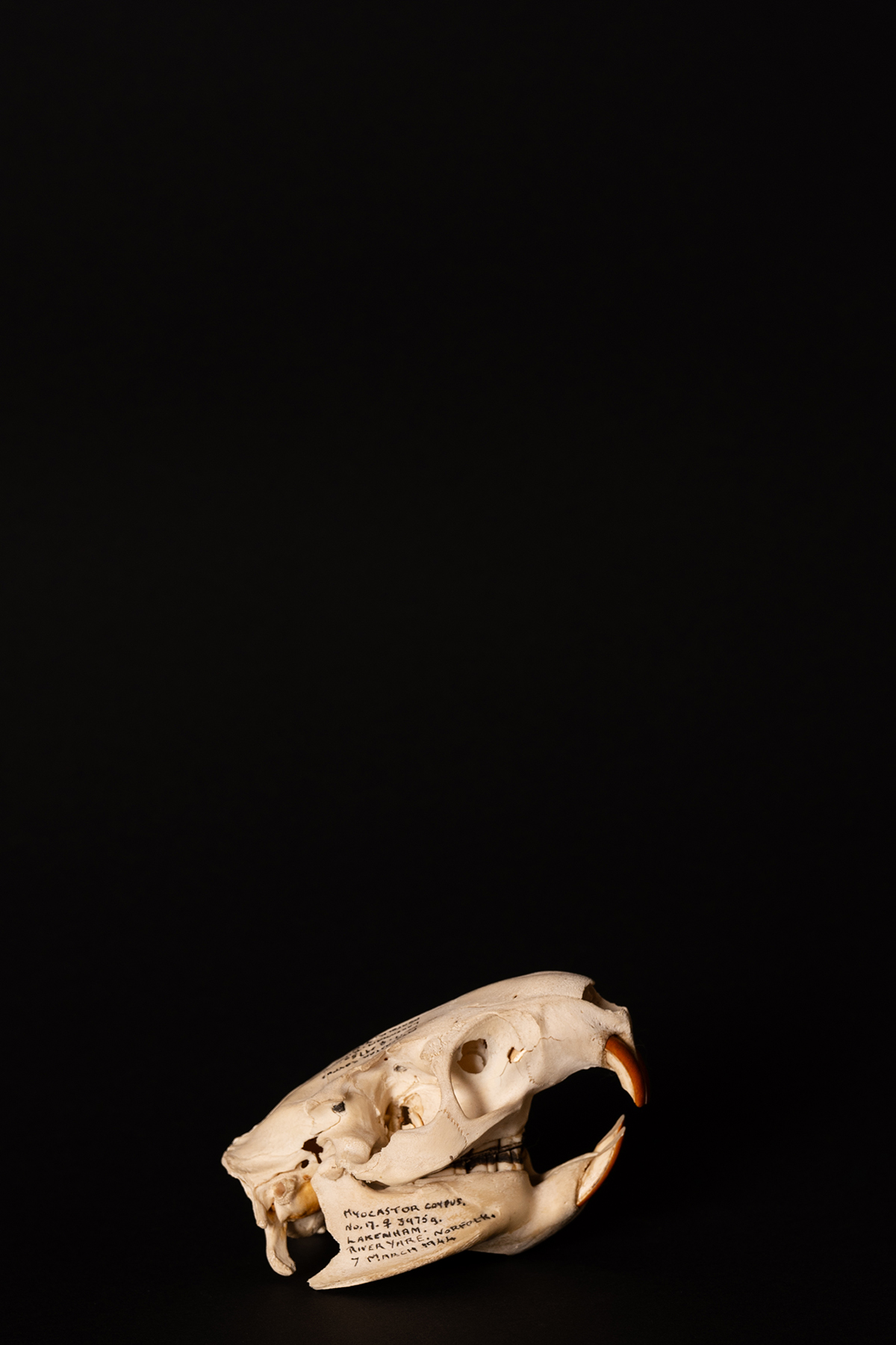 Genuine Norfolk Coypu Skull 1944