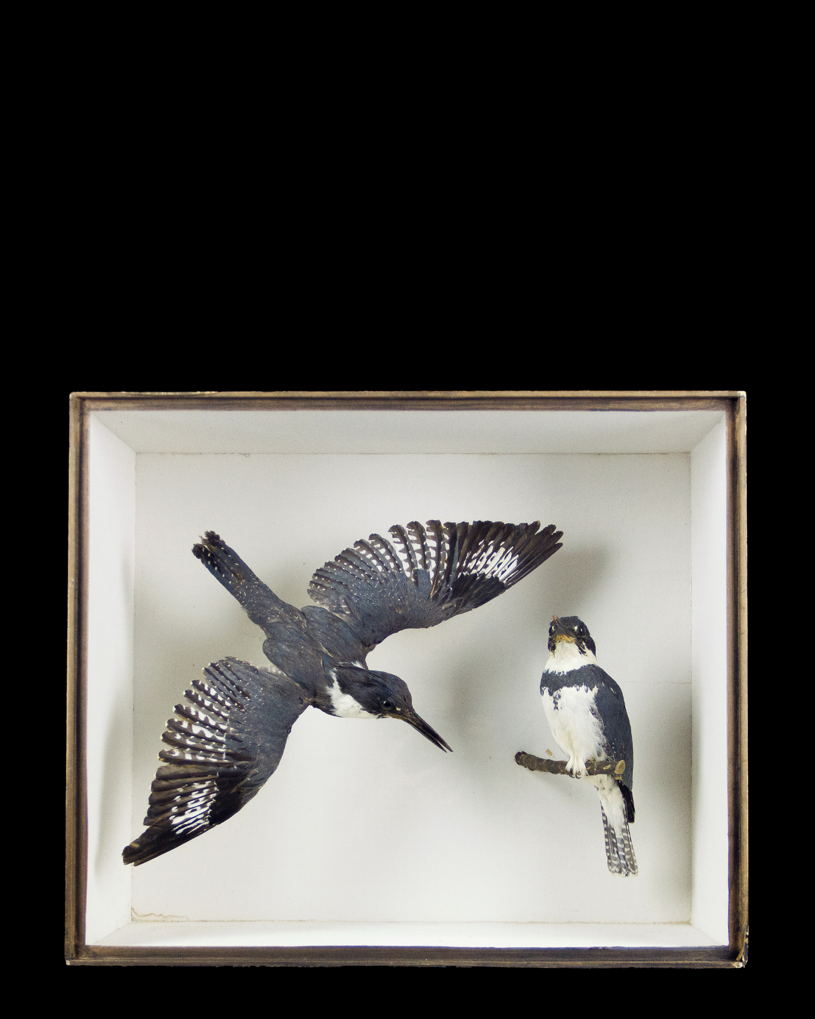 Belted Kingfishers