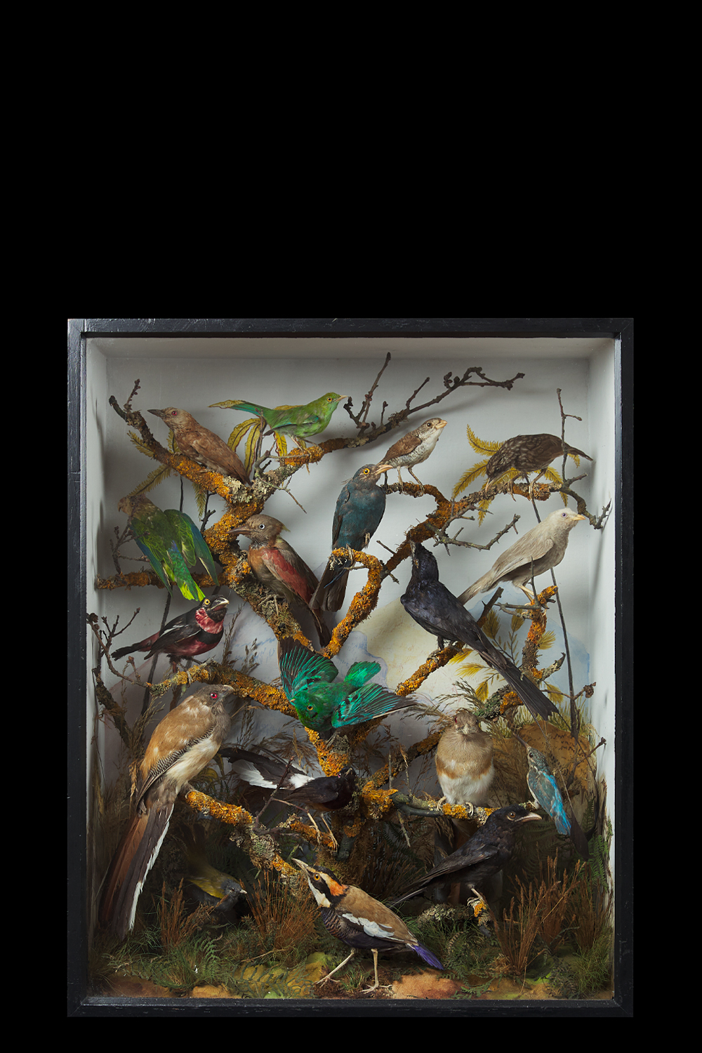 Birds Of India By James Gardner