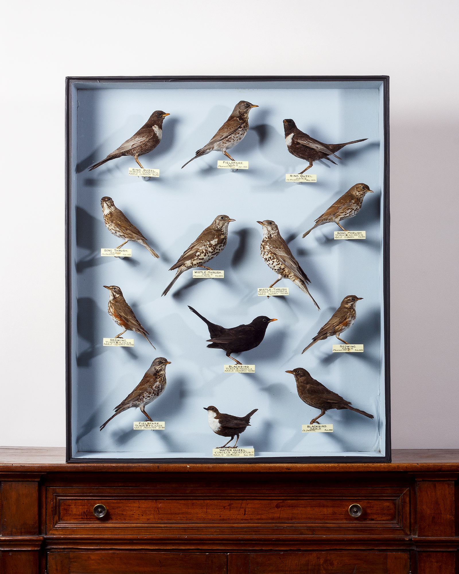 Birds of Ireland by Williams of Dublin from the Charles Stonham Collection