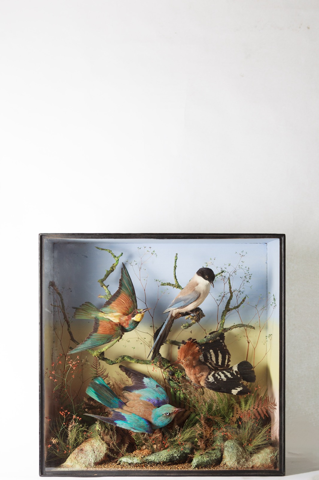 Birds Of Spain By James Gardner