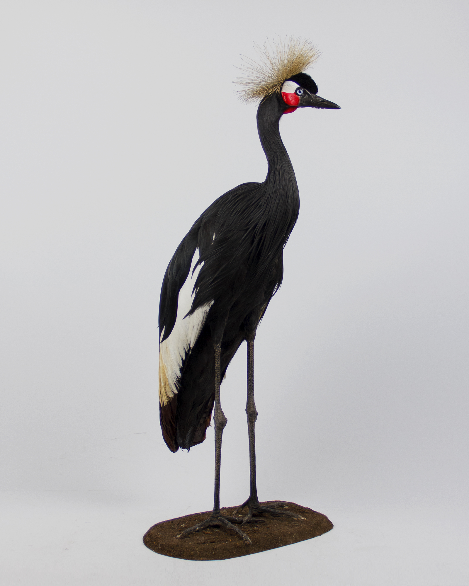 Black Crowned Crane