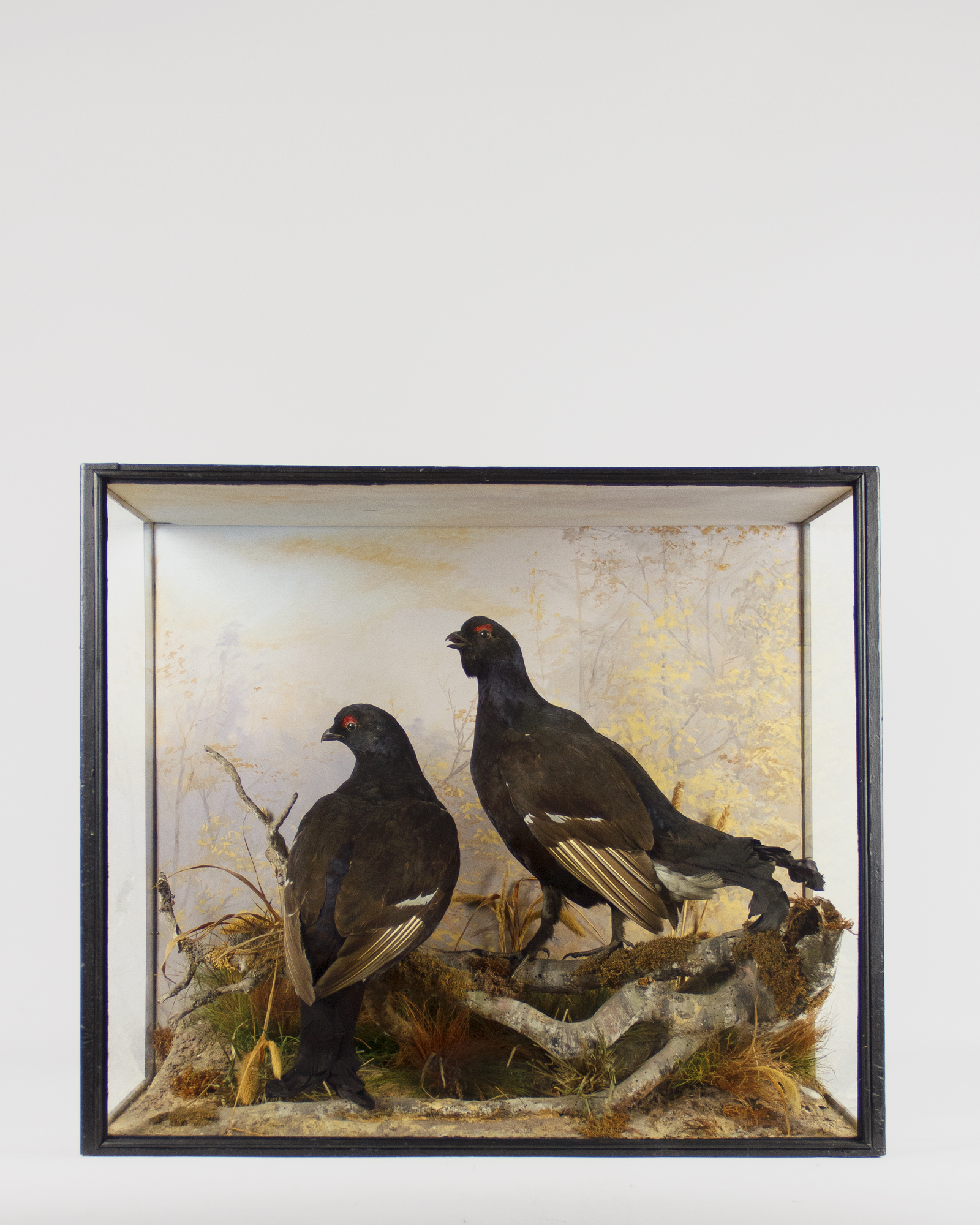 Fine Black Grouse By Peter Spicer