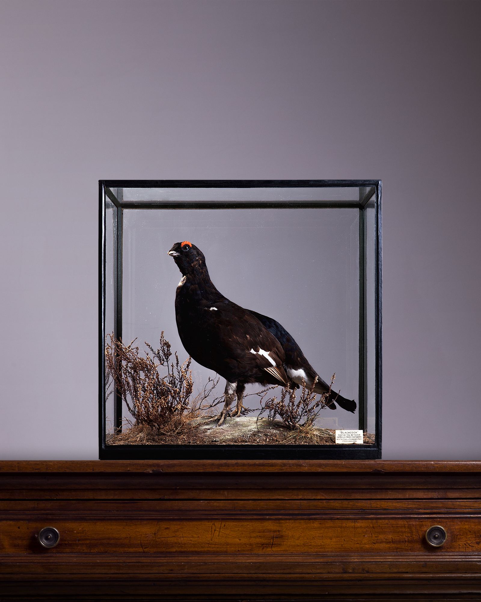 Rowland Ward Taxidermy Black Grouse