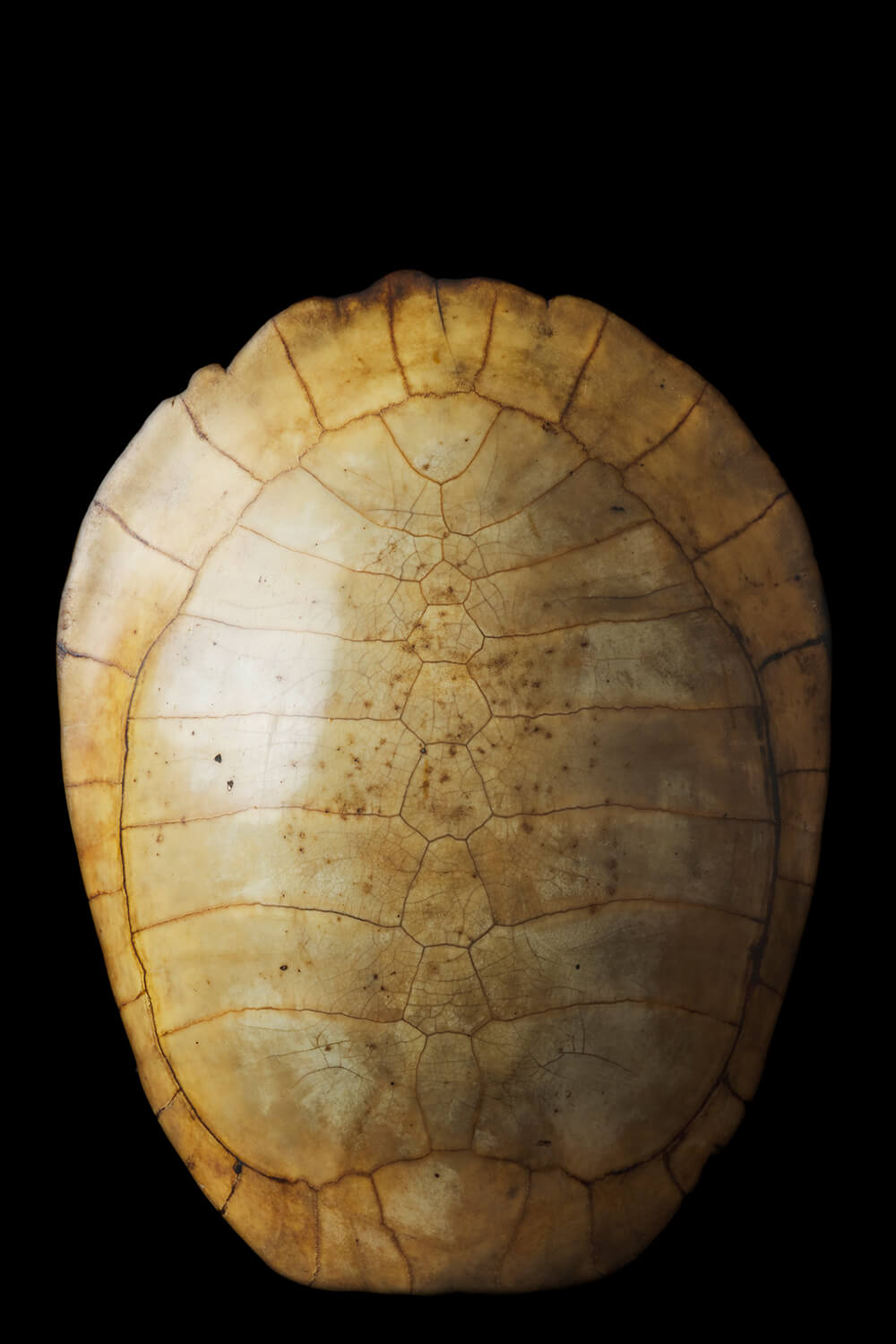 19th Century Blonde Turtle Shell