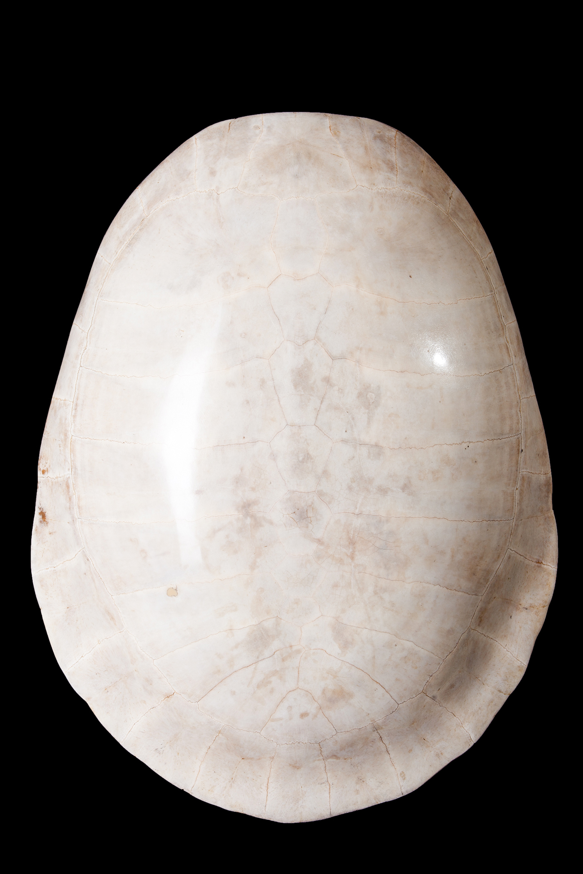 Blonde Turtle Shell, taken by Capt. Philip Tocque