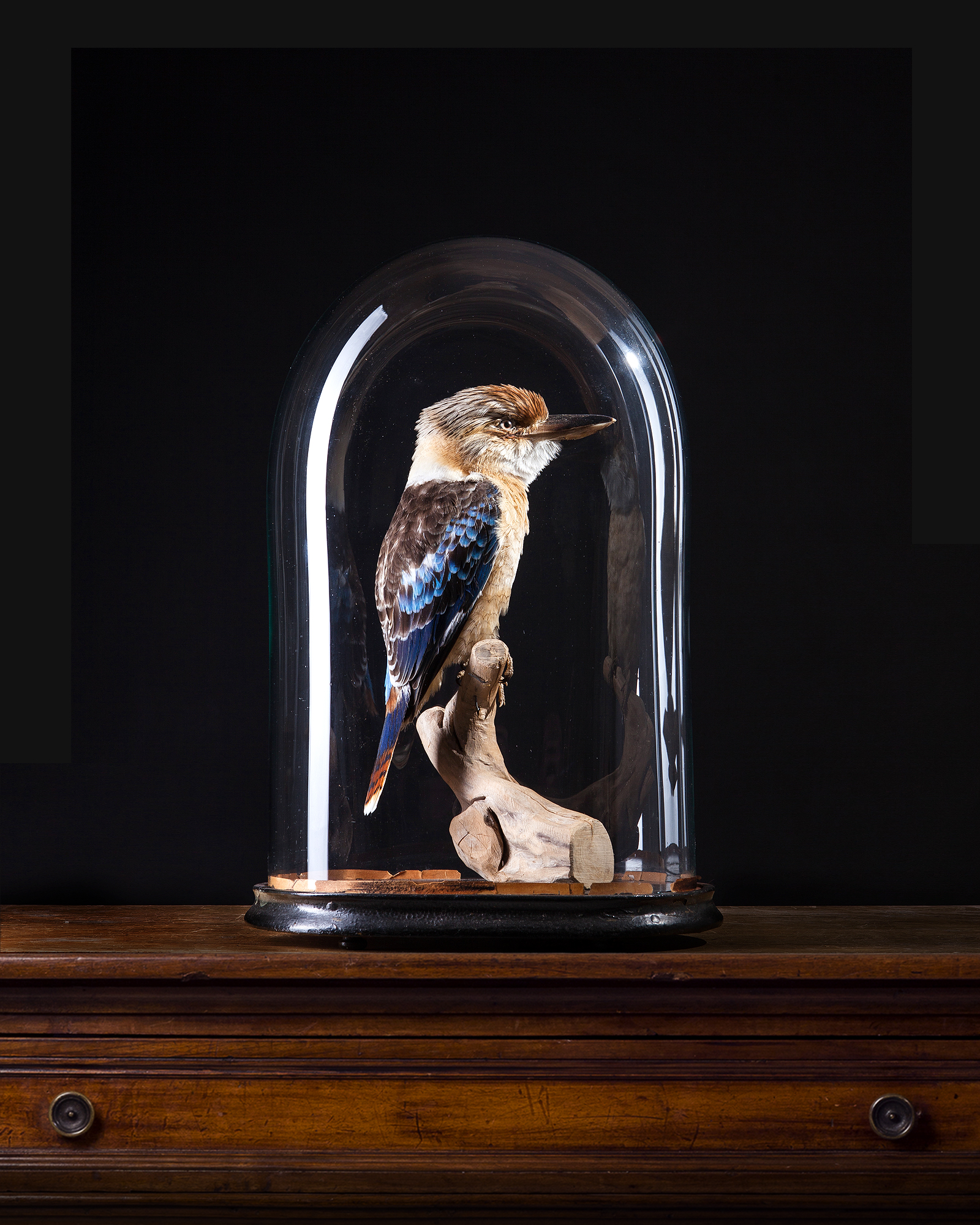 Blue-winged kookaburra