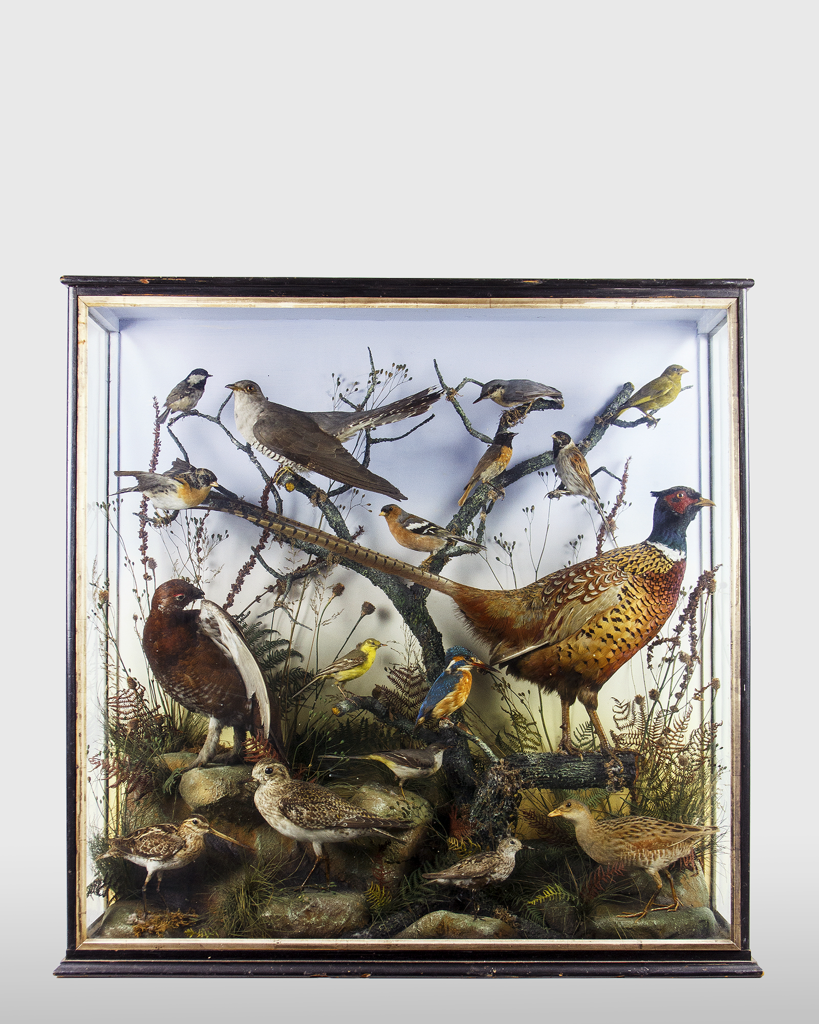 British Birds By Hutchinson of Derby