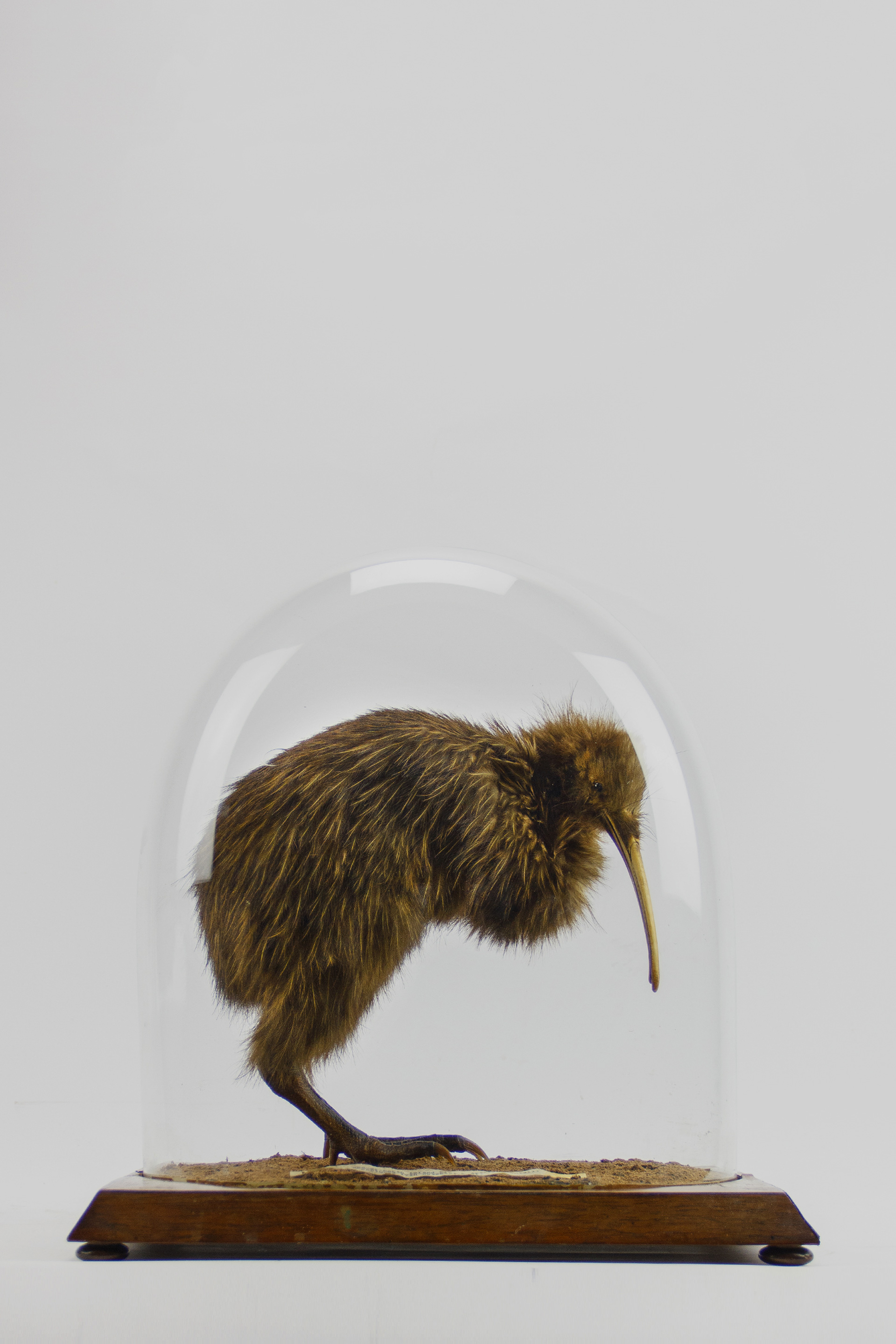 Brown Taxidermy Kiwi