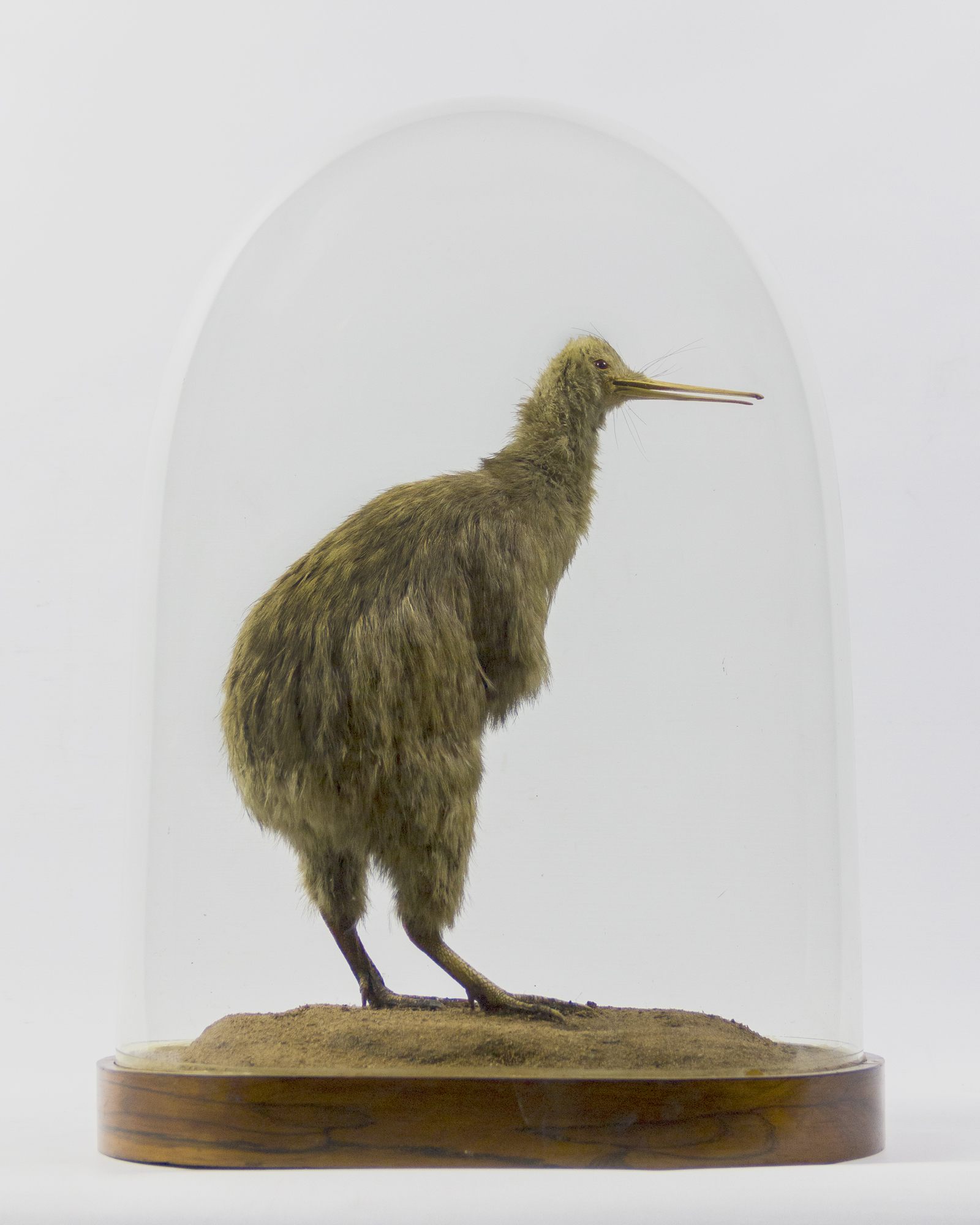 Victorian Taxidermy Kiwi Dome