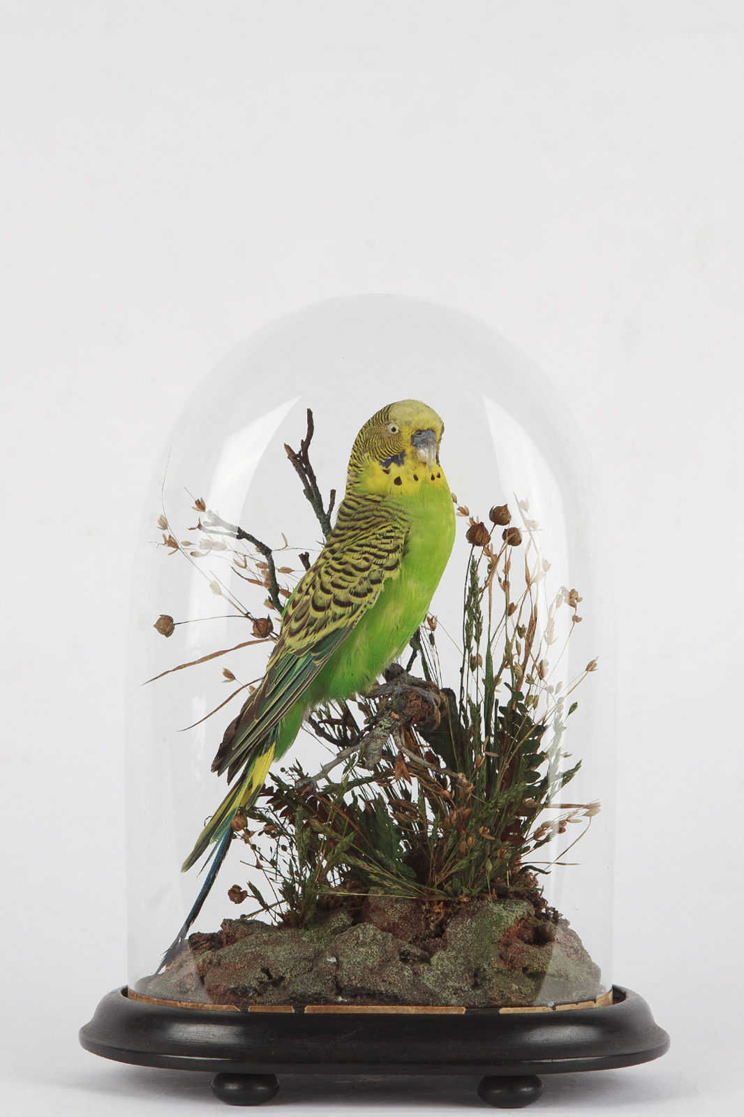 Henry Ward Taxidermy Budgerigar