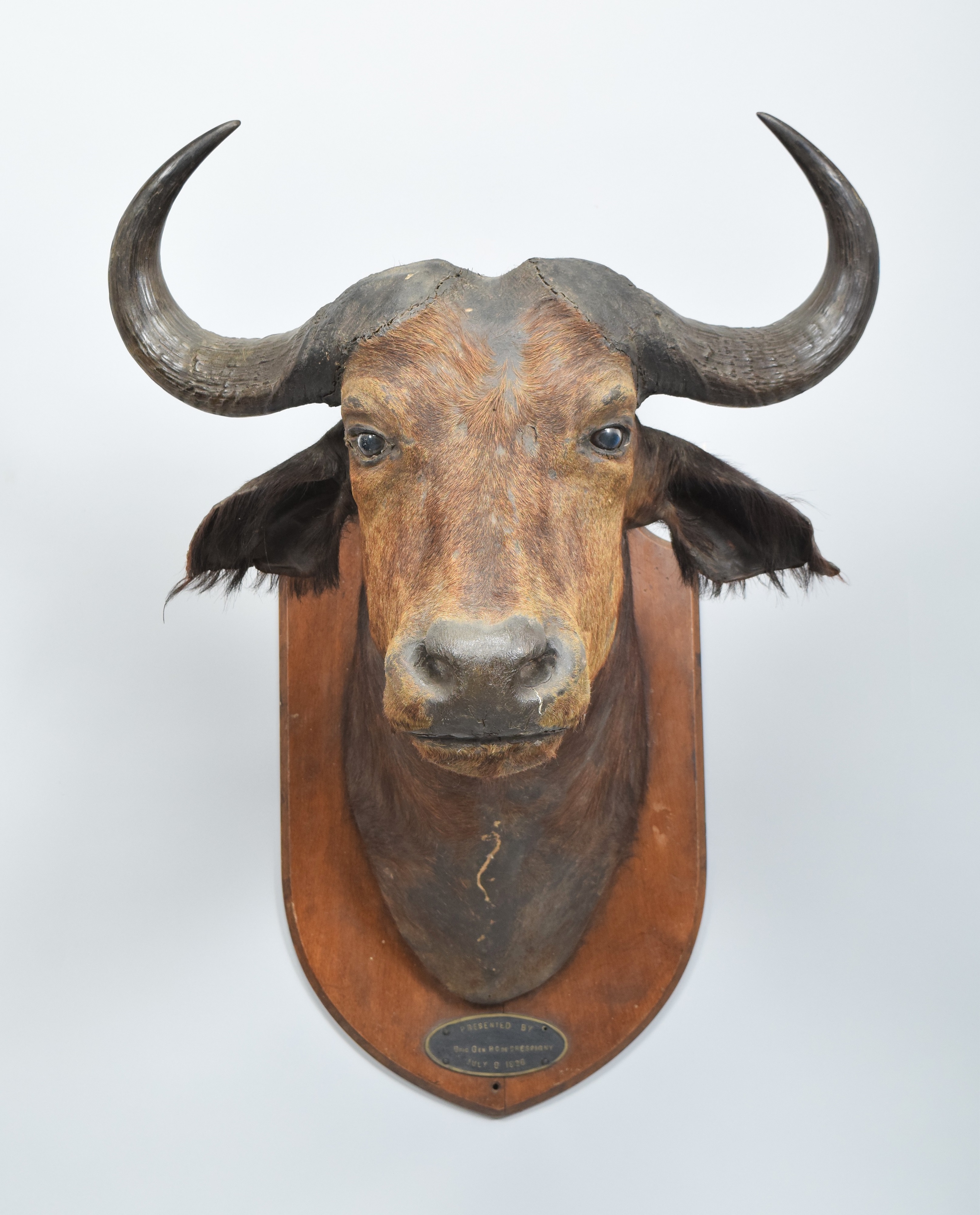 Buffalo Head By Edward Gerrard