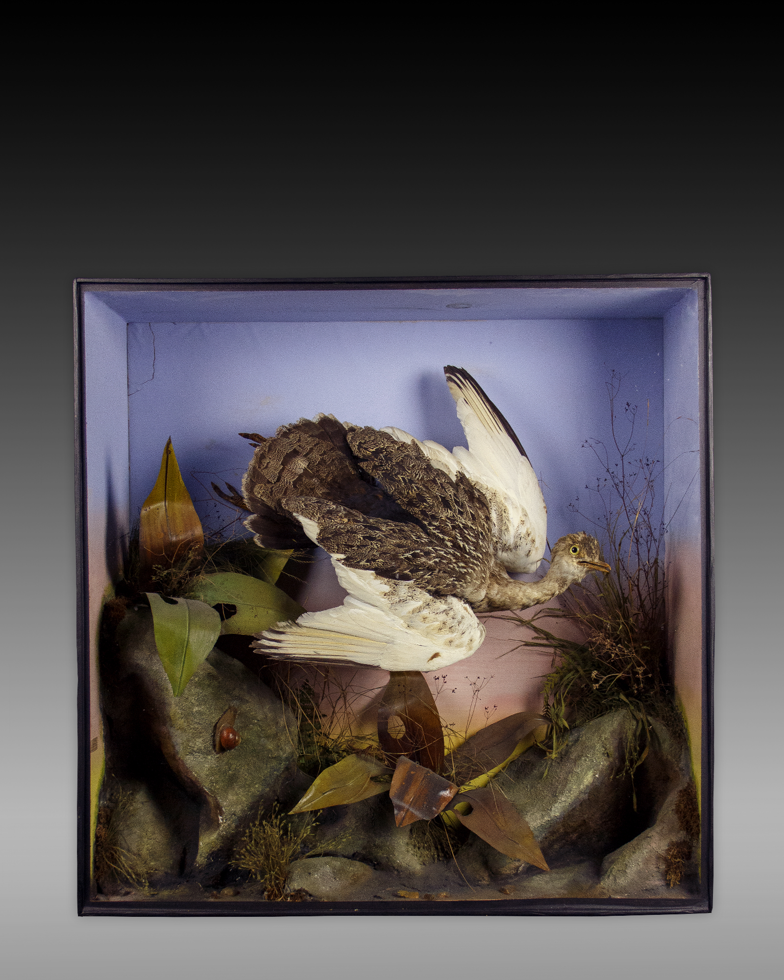 Bustard By Edwin Ward