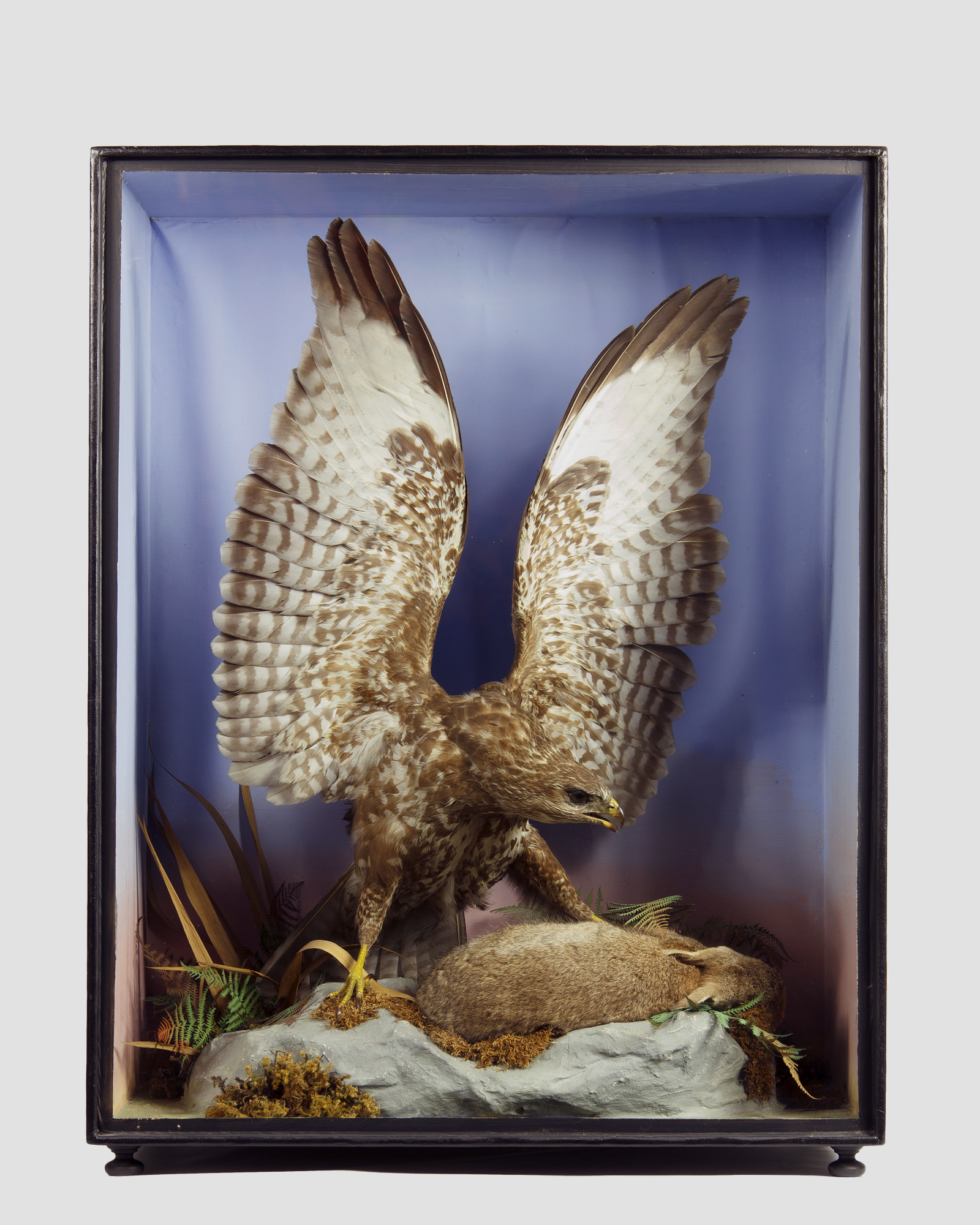 Henry Shaw Taxidermy Common Buzzard