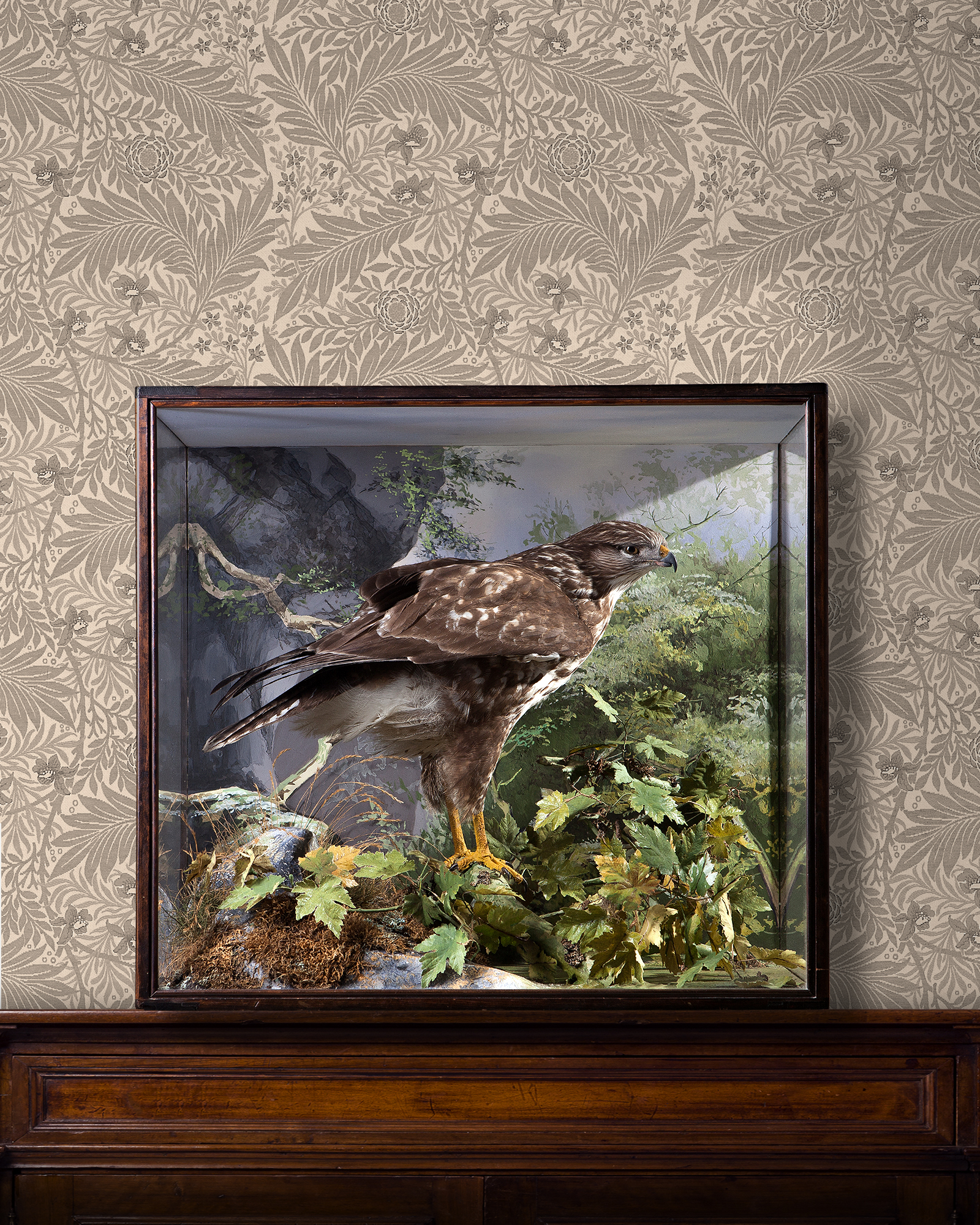Buzzard by Peter Spicer