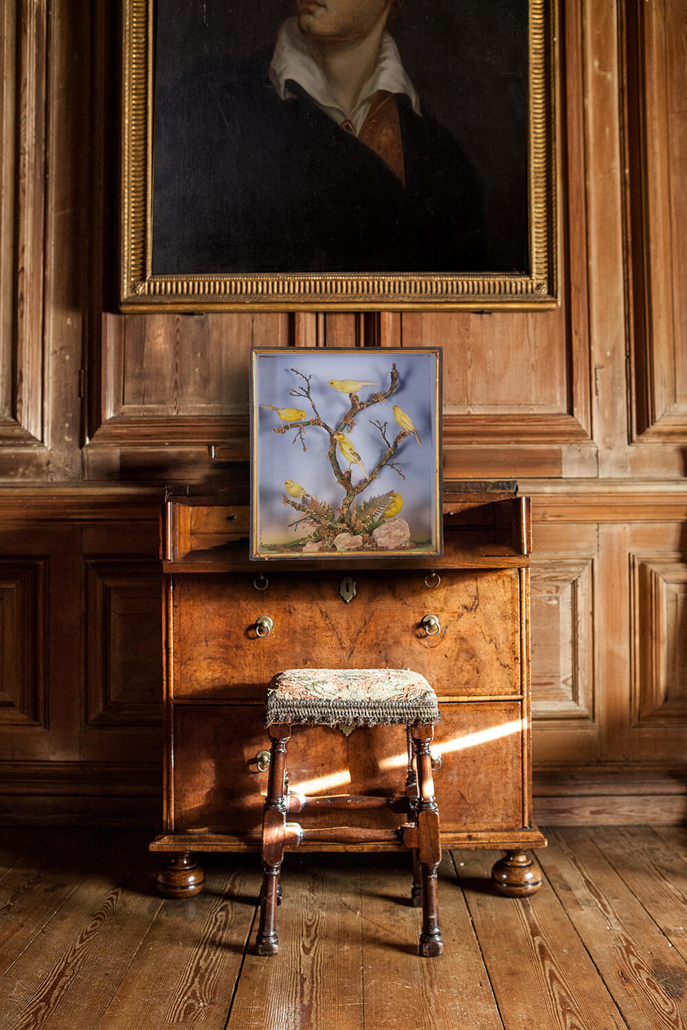 Canaries Taxidermy By Henry Shaw
