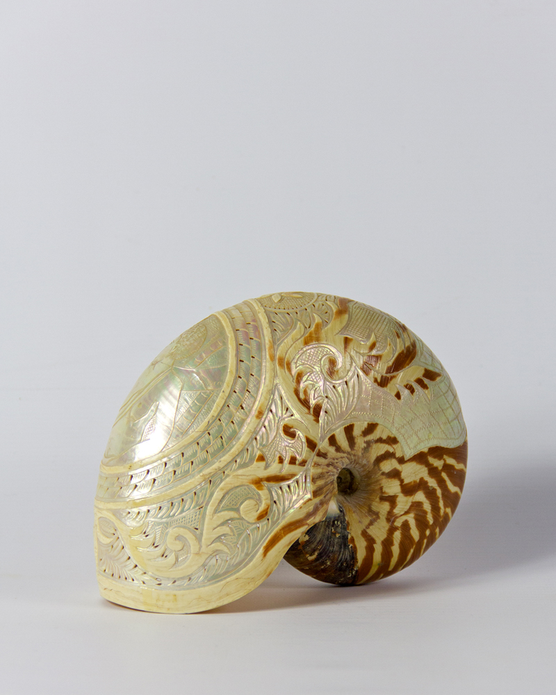 Carved Nautilus Shell