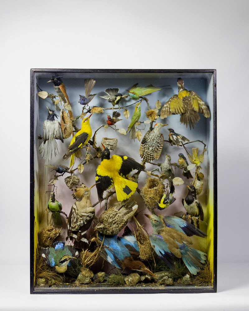 Exotic Asian Birds By Rowland Ward