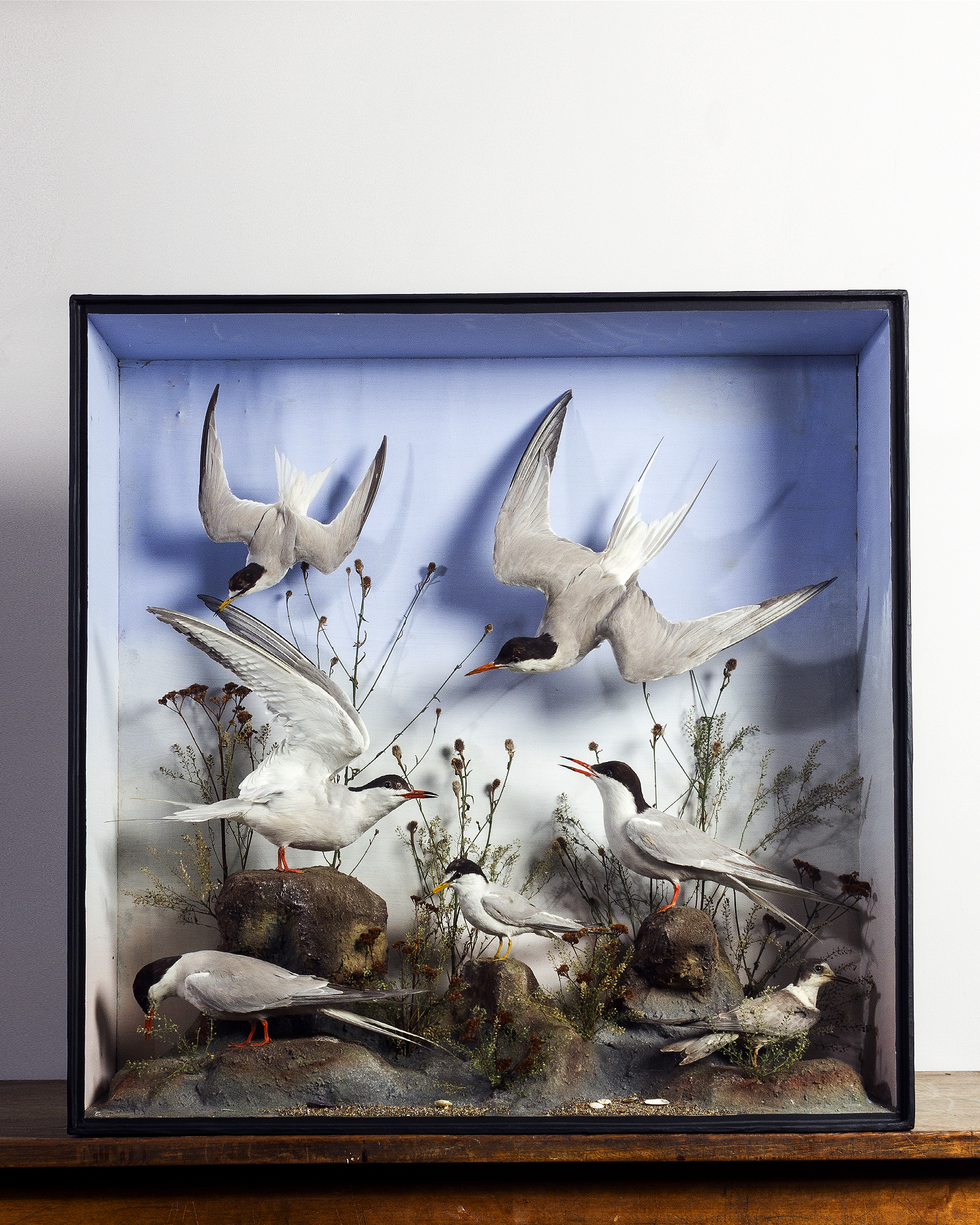 Case of Terns