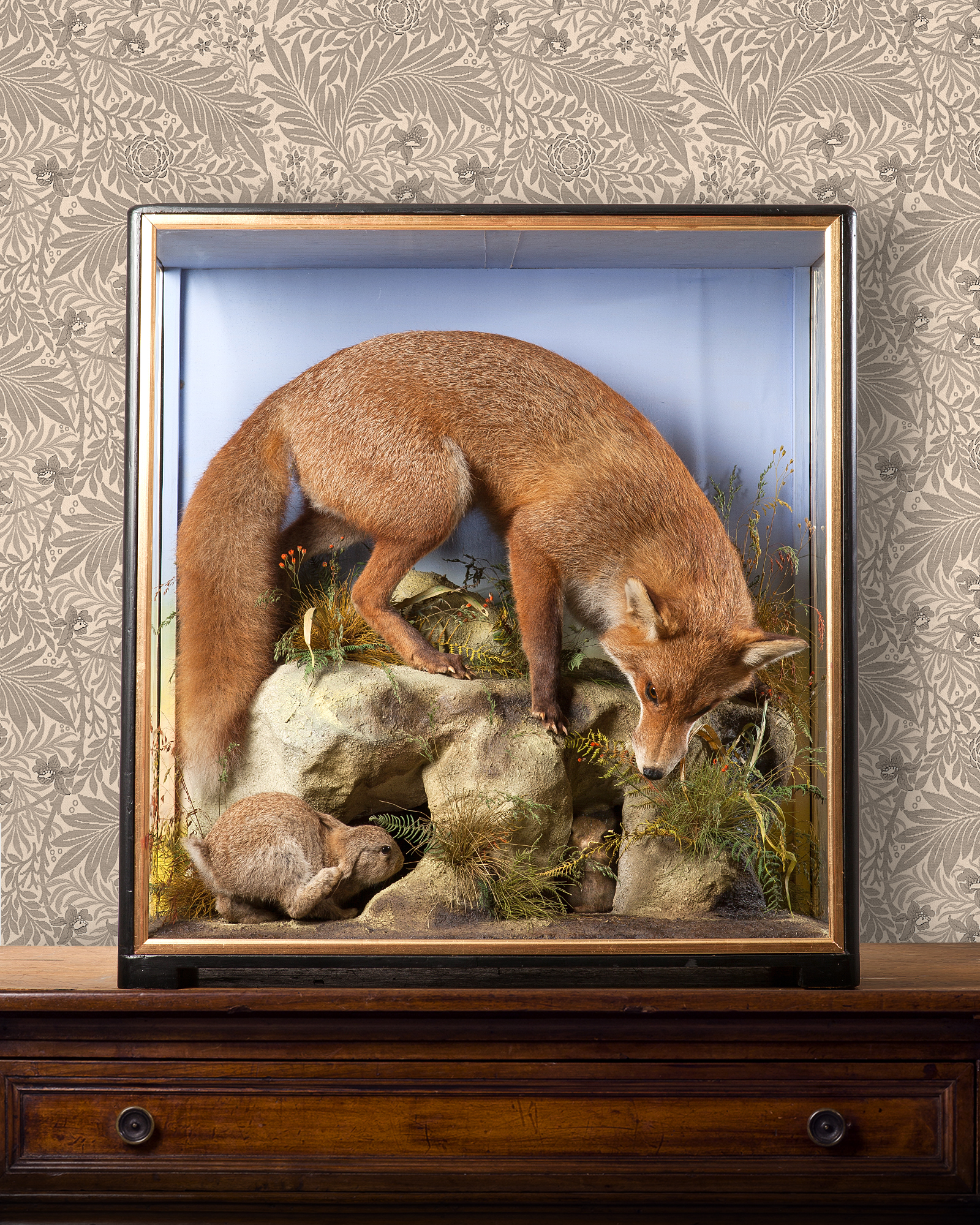 Cased fox at ambush by the celebrated Victorian taxidermist J Hutchings of Aberystwyth