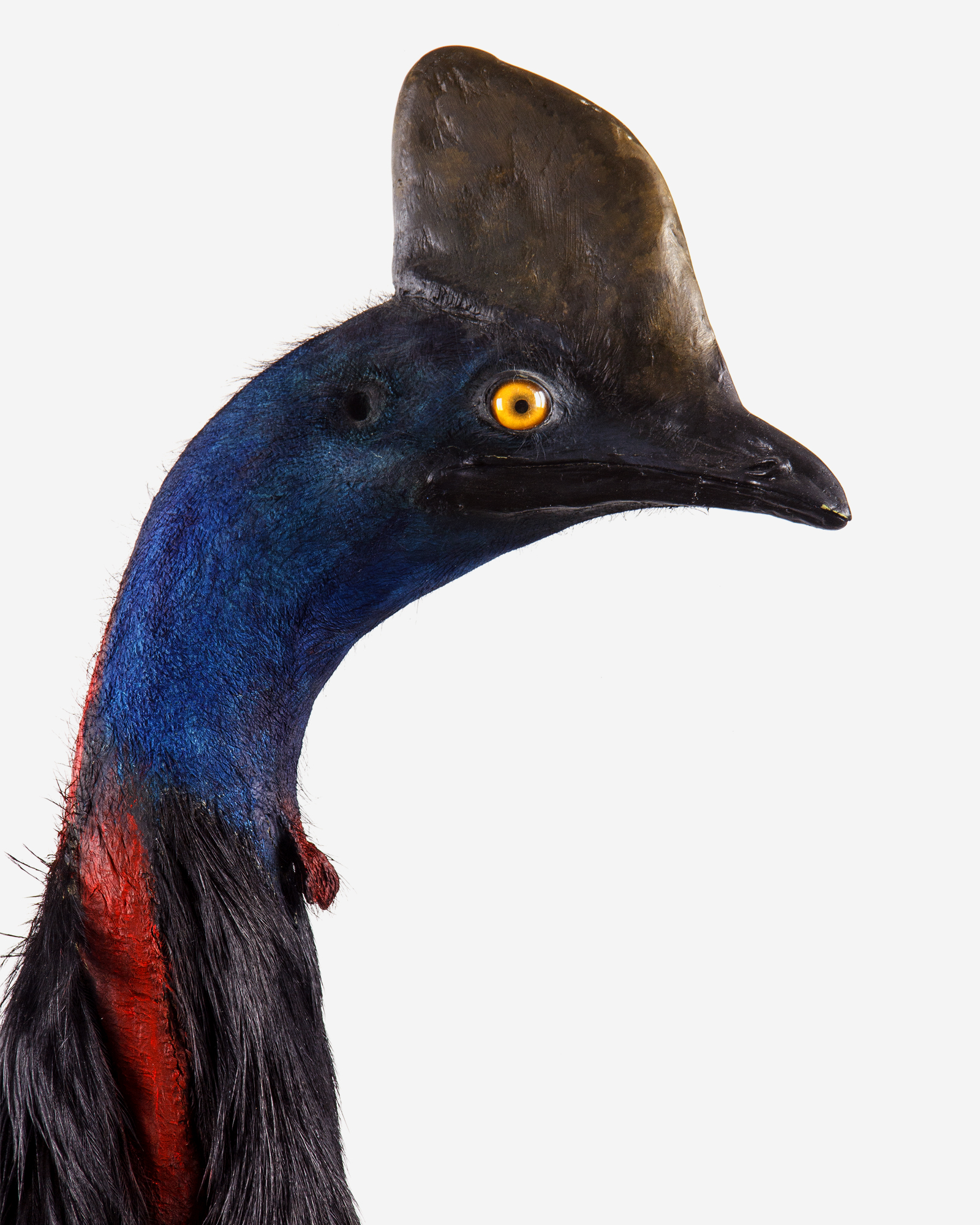 Taxidermy Southern Cassowary
