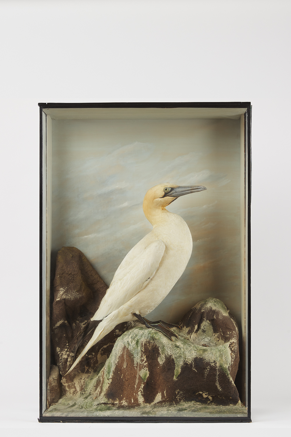 Cecil Bisshopp Cased Gannet