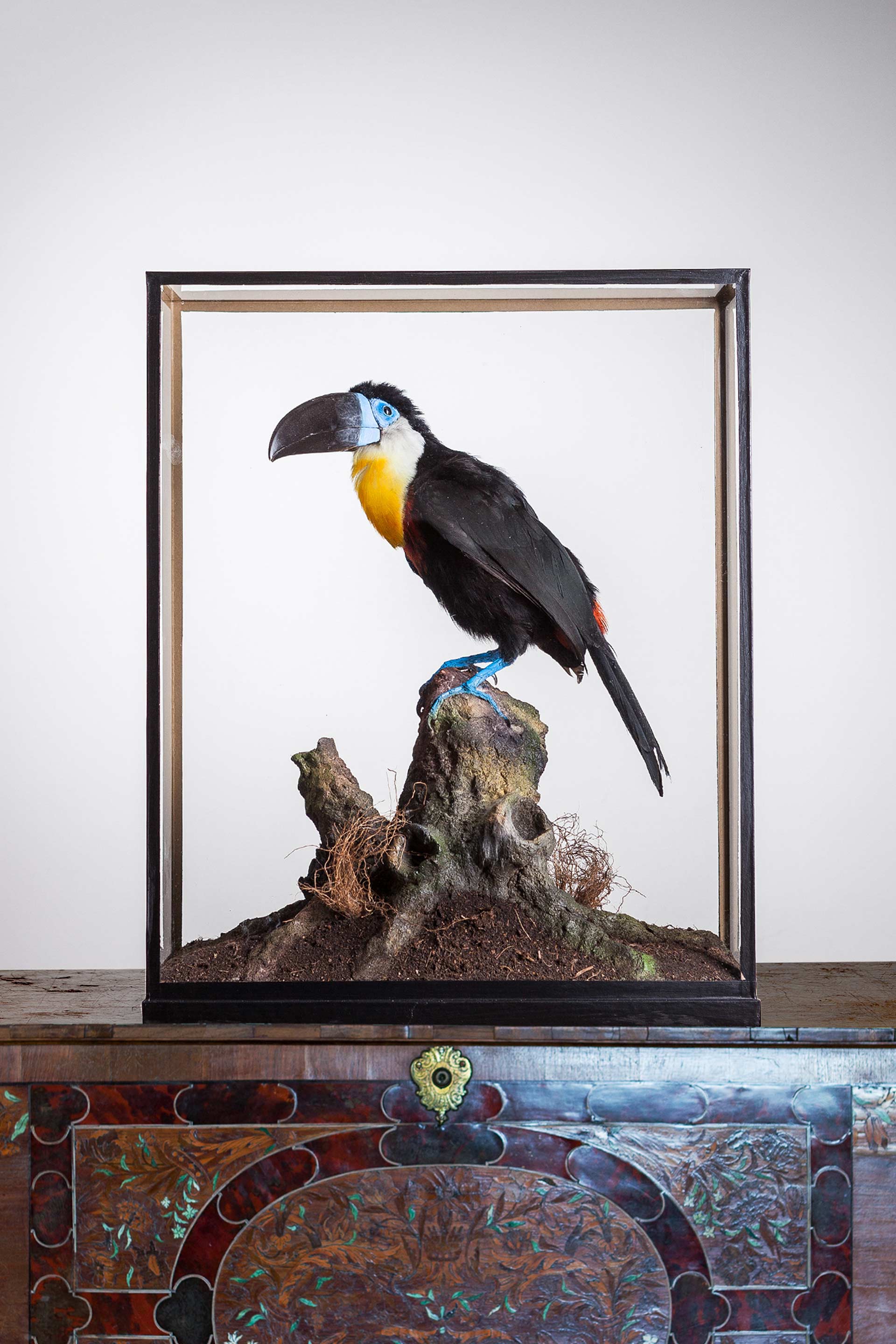Channel-billed Toucan