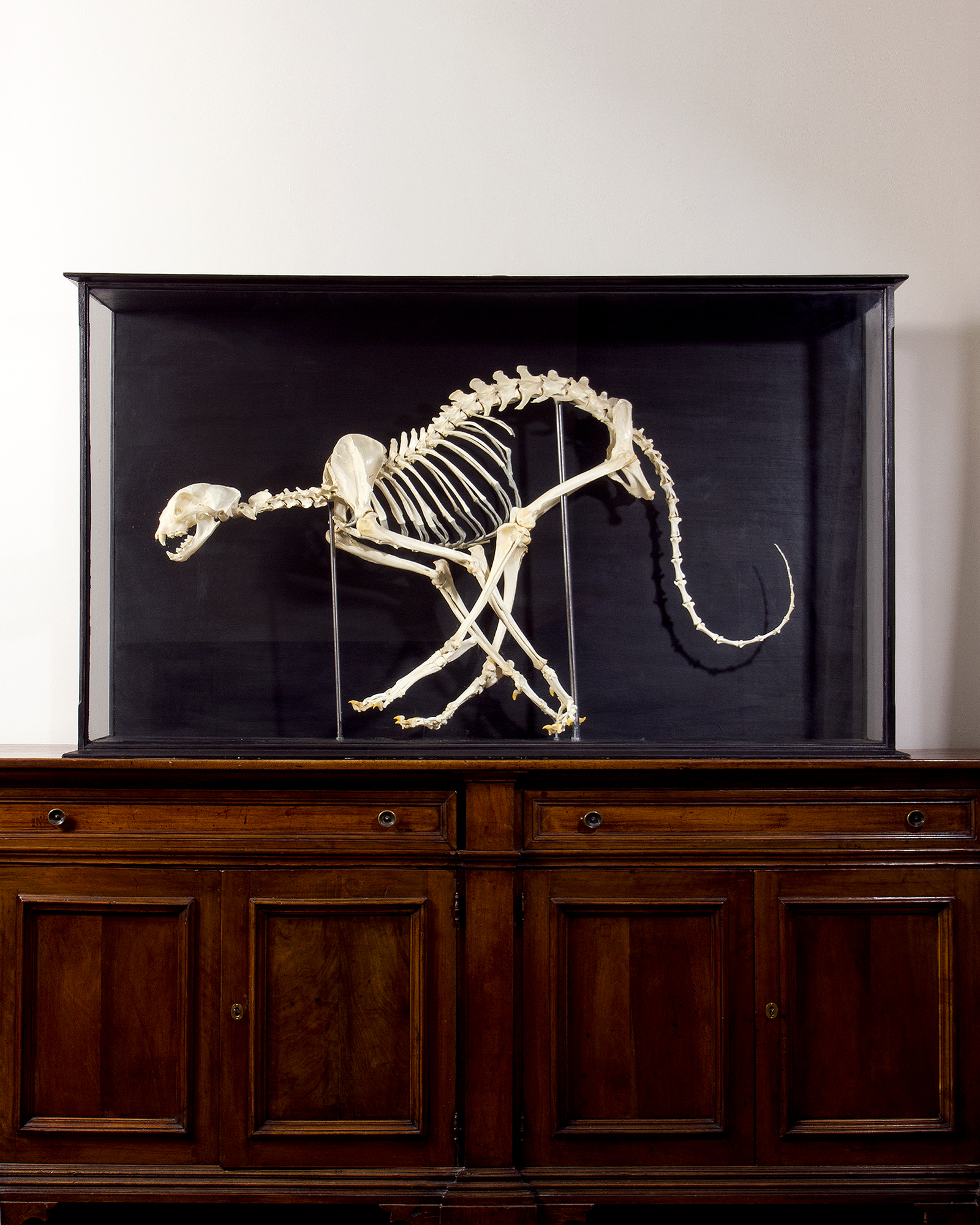 Cheetah Skeleton