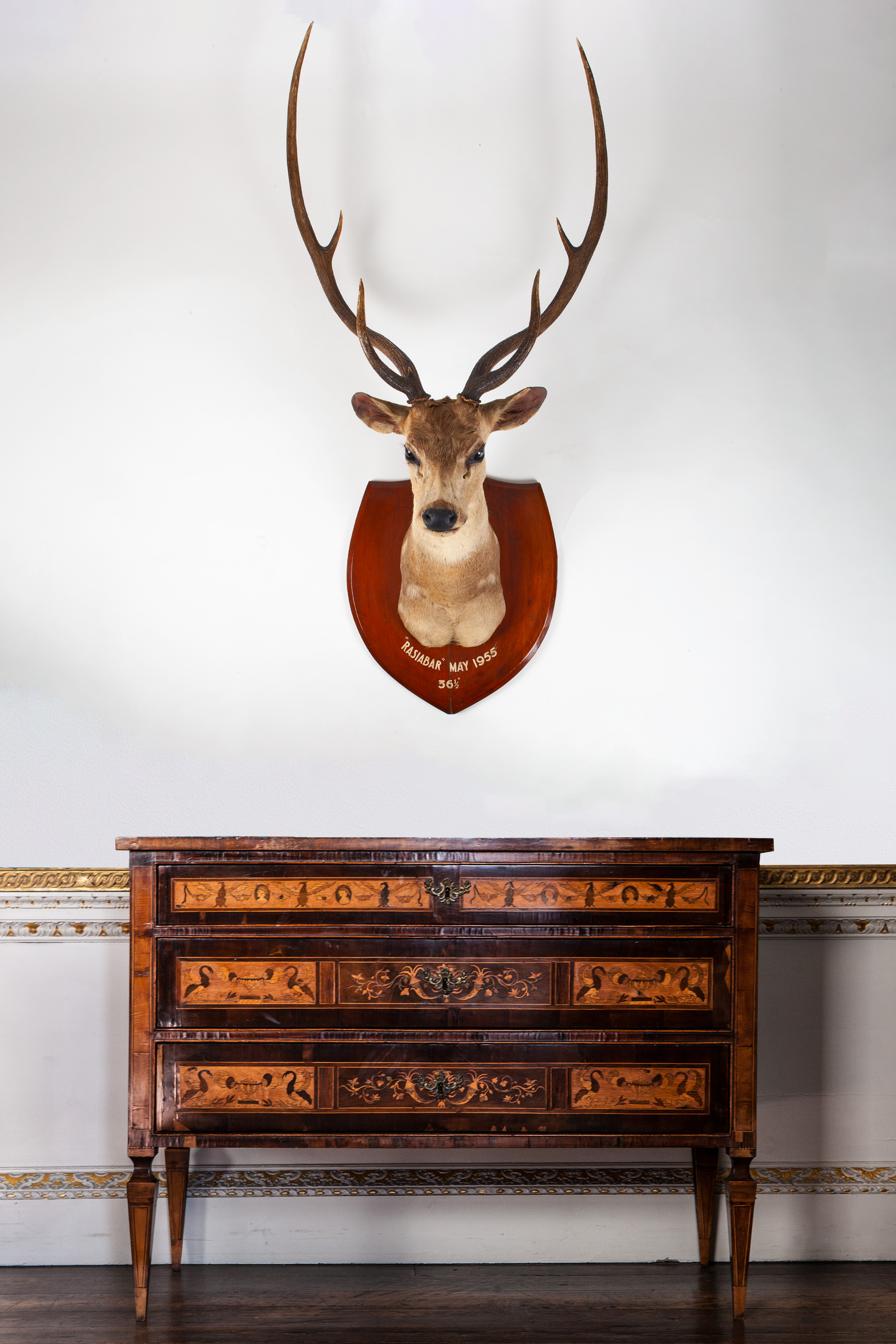 Chital deer by Van Ingen & Van Ingen