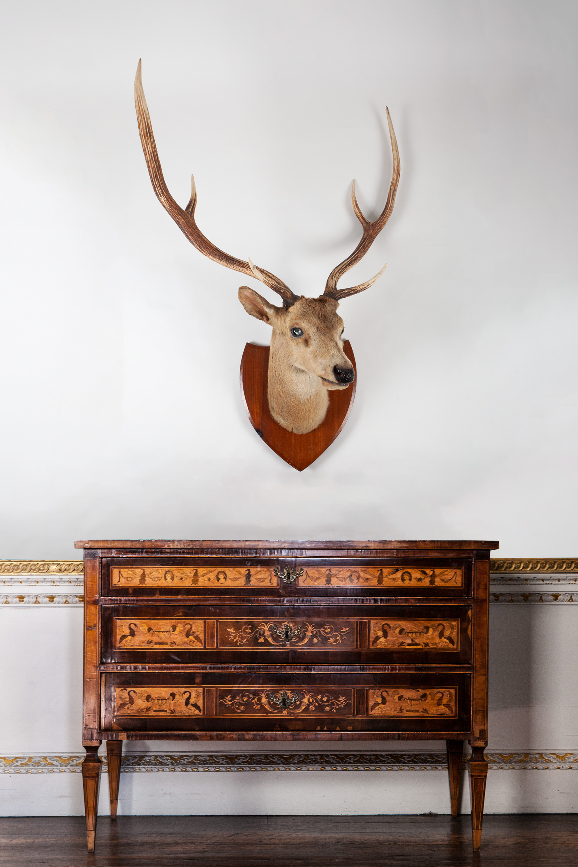 Taxidermy Chital deer by Van Ingen & Van Ingen