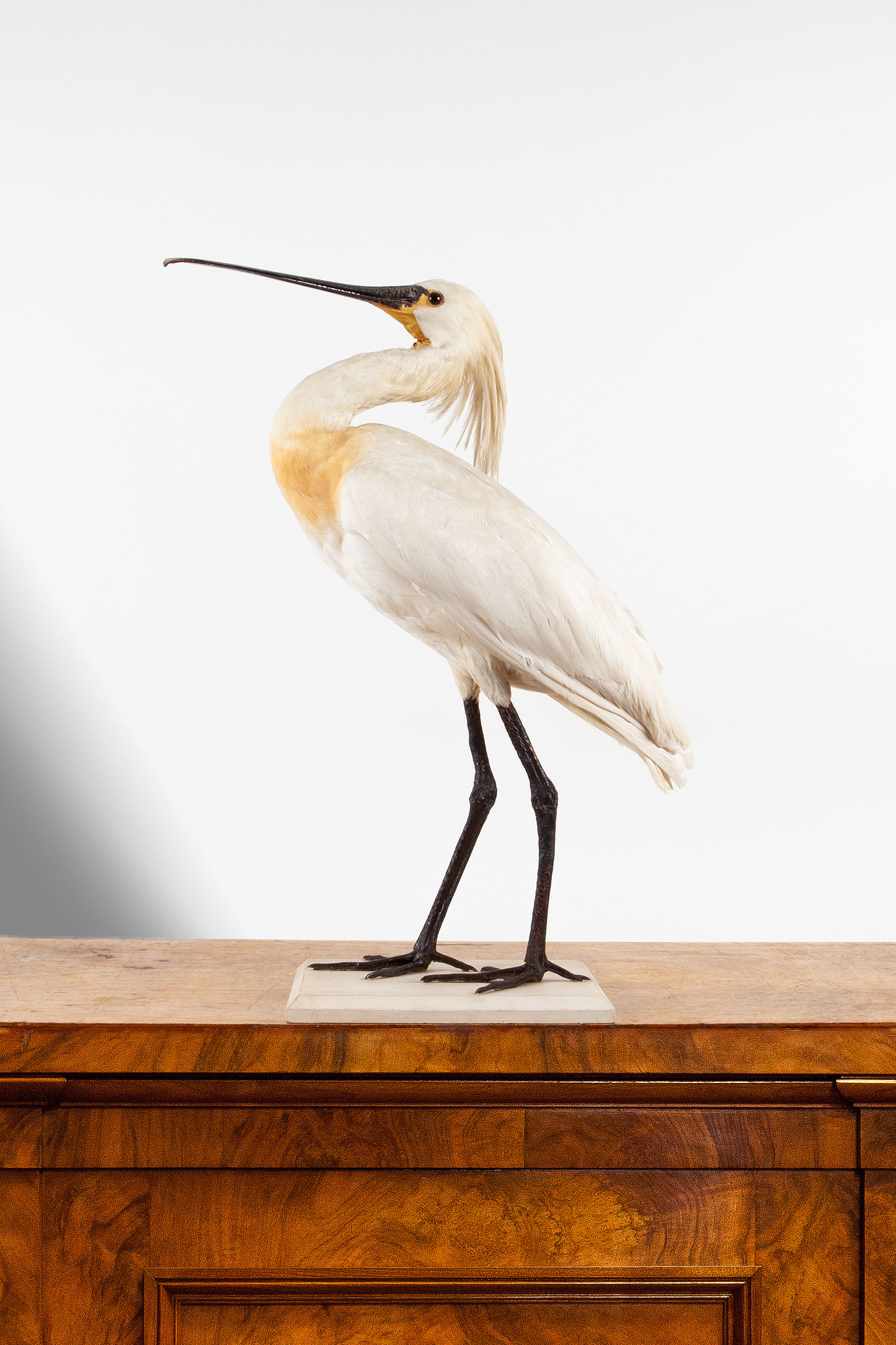 Circa 1911 taxidermy Spoonbill with collection data