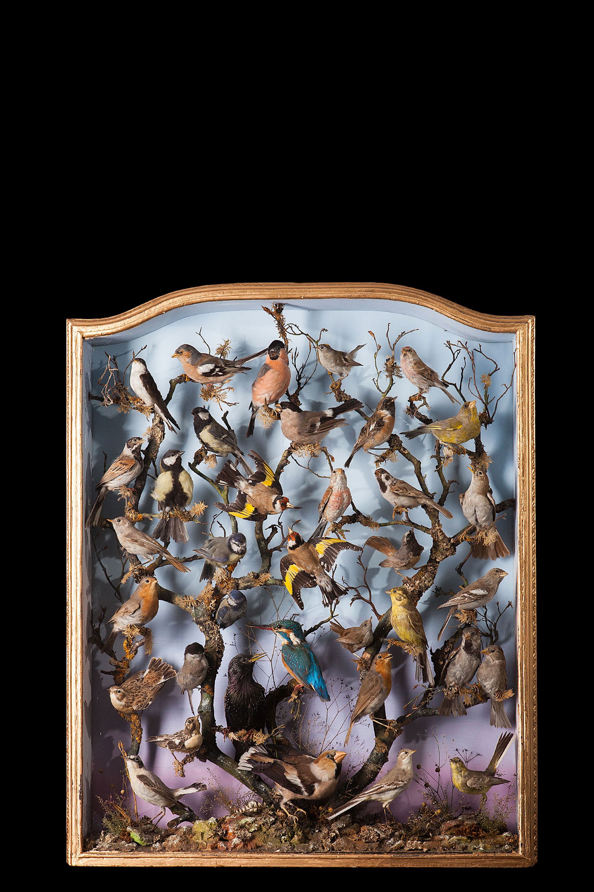 Collection of British birds in a wall case of slim proportions by Henry Ward (1812-1878)