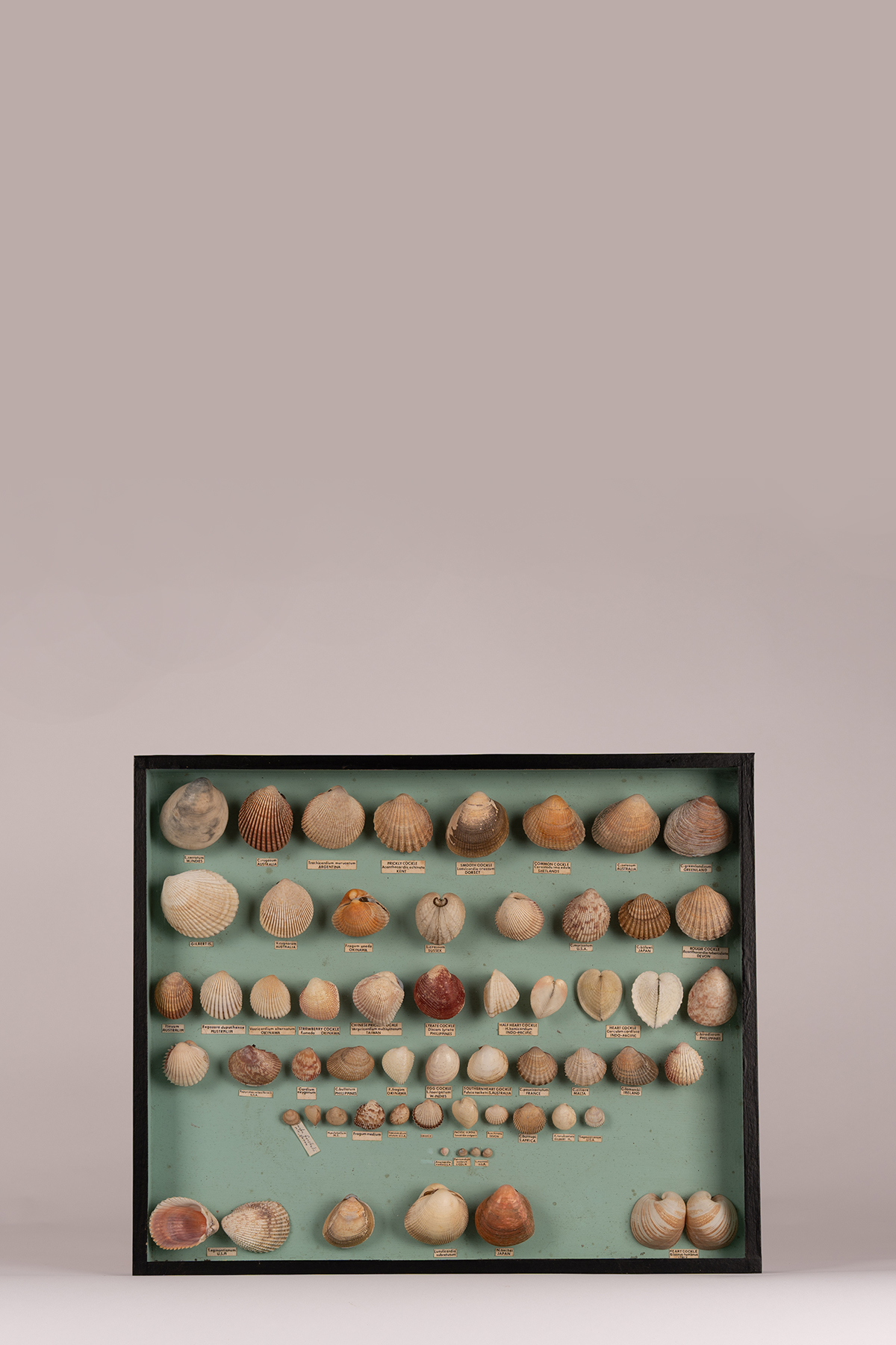 Collection Of Cockle Shells Including Specimens From Okinawa And Fiji