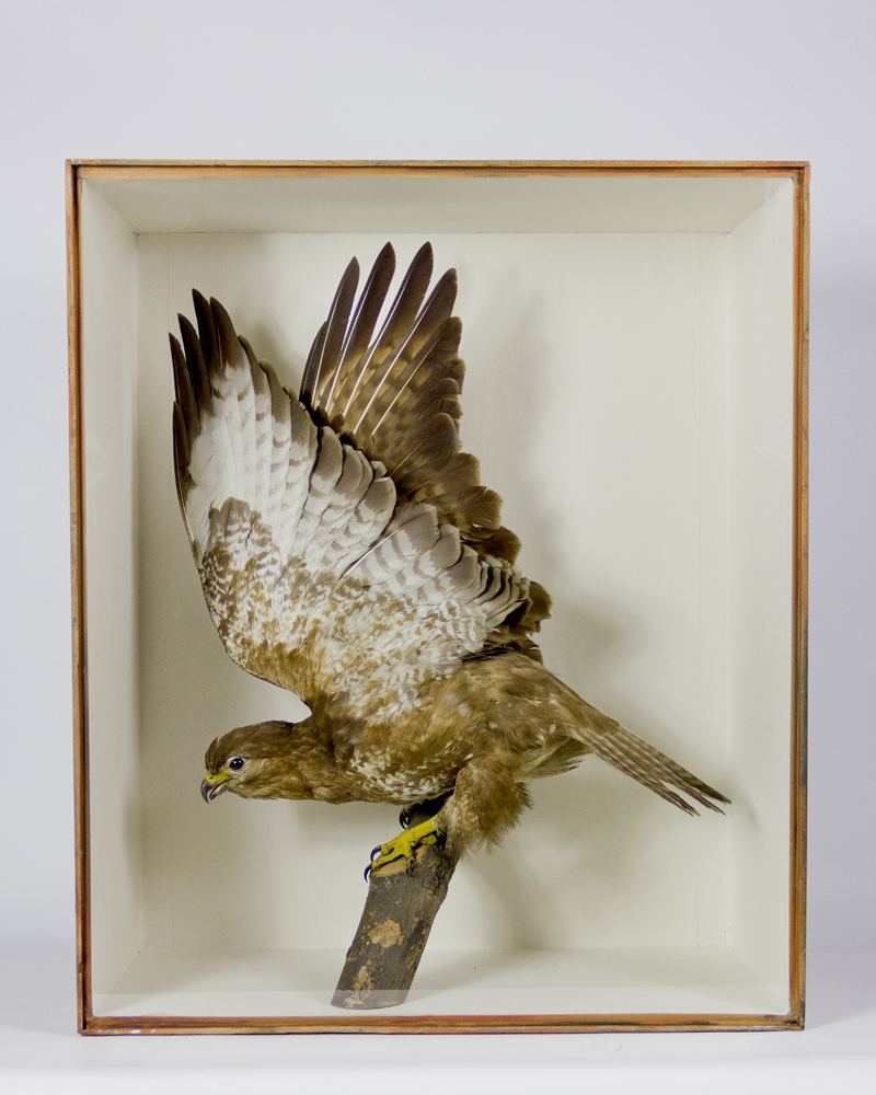 Common Buzzard